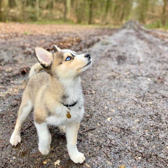 MOON le normand est de plus en plus beau ! ❤️🌙🐺❤️