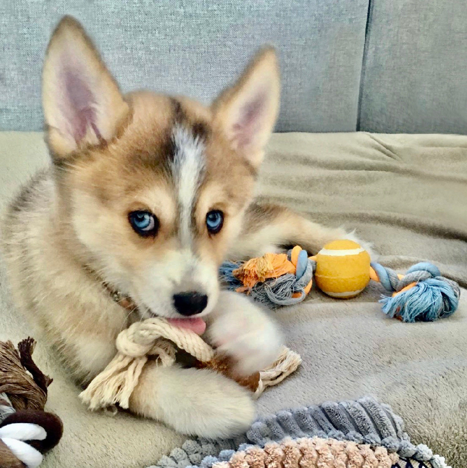 RIO est bien arrivé à ANNECY ! 🐺🌙❤️