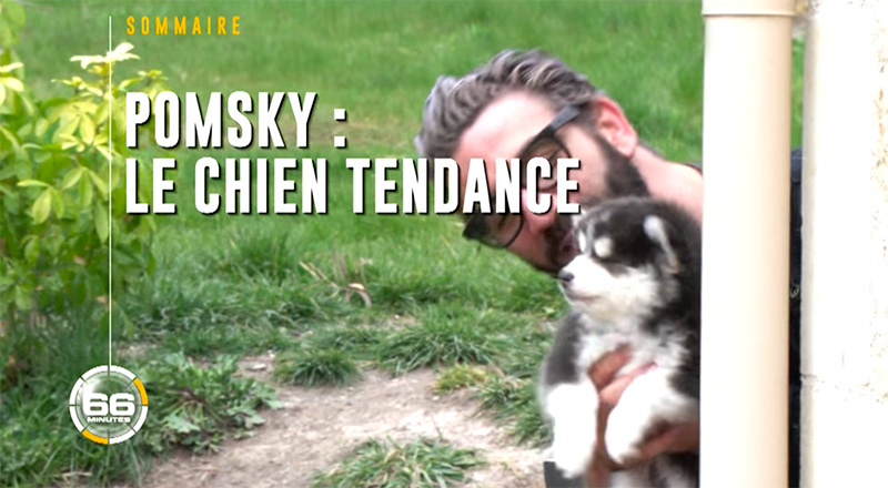 So'Pomsky, l'élevage tendance 😍😍