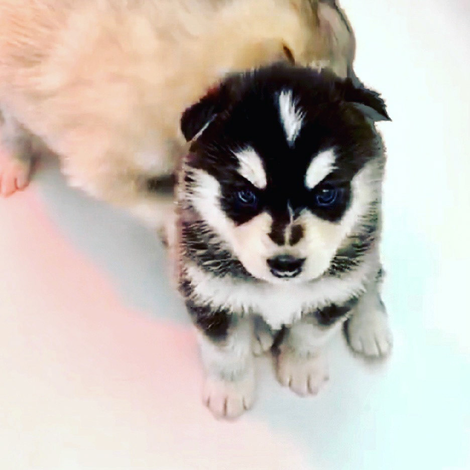 REIJI rejoindra sa famille dès ses 2 mois à Paris ! ❤️🐺🌙❤️