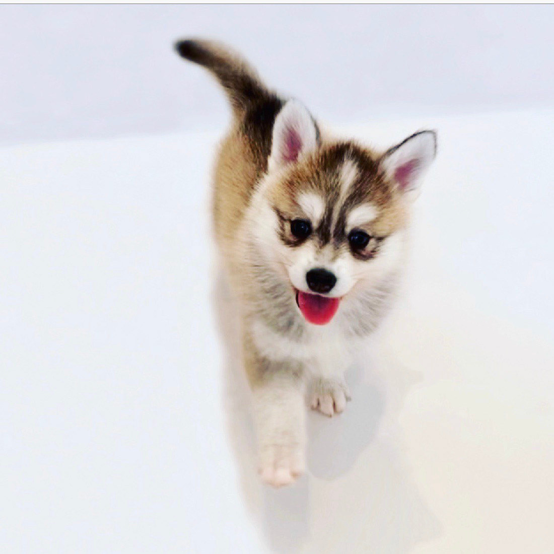 TWIX sera bientôt un petit Montpelliérain ❤️🐺🌙❤️
