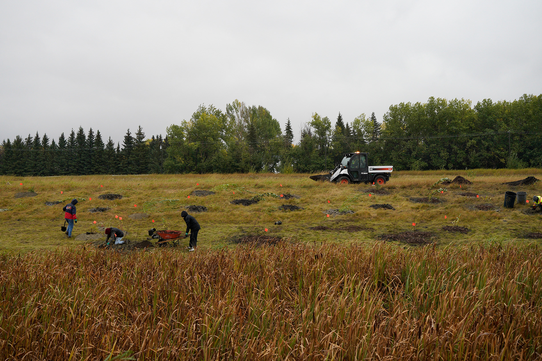 National Tree Day, Olds