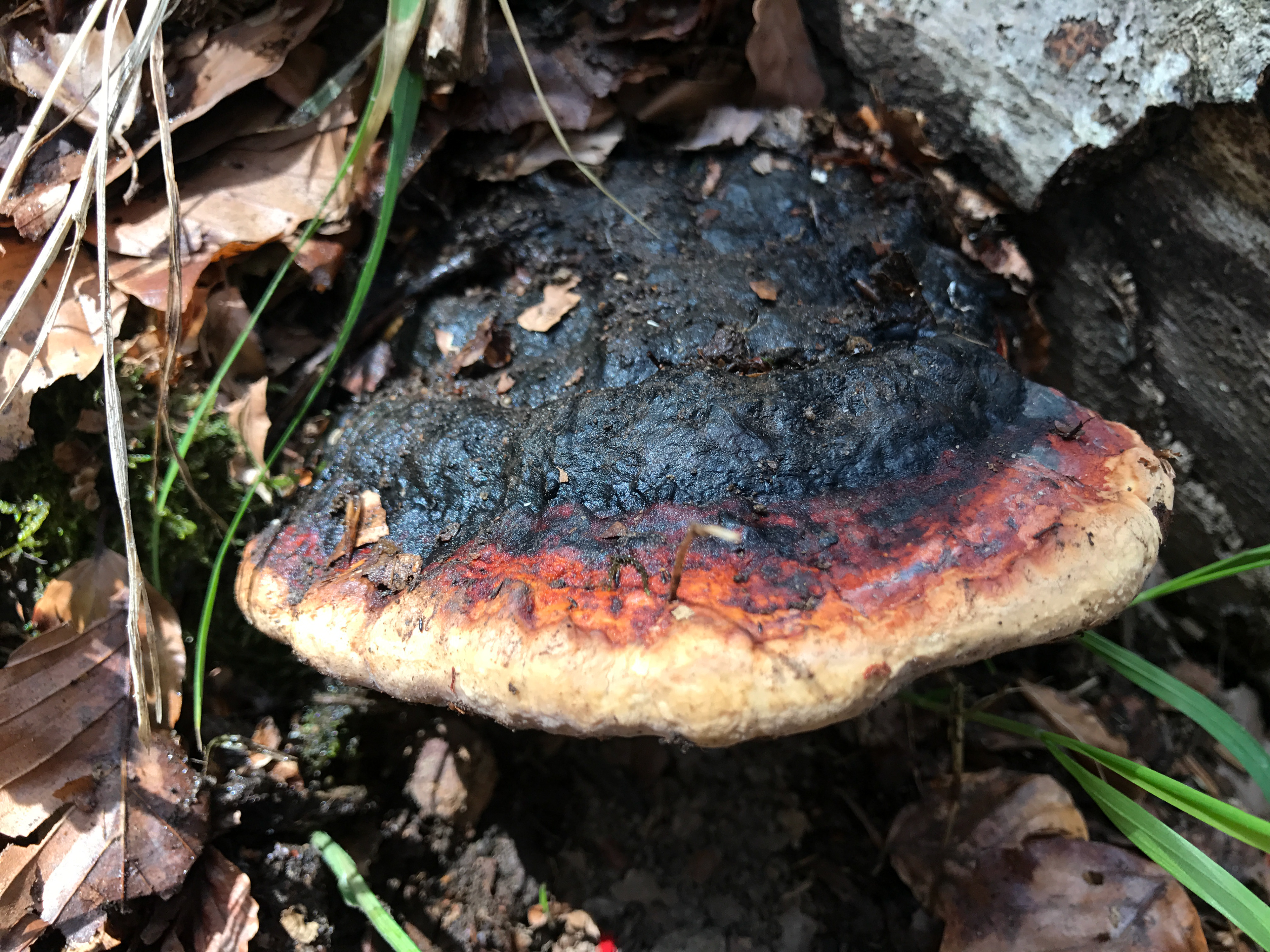 Fomitopsis pinicola