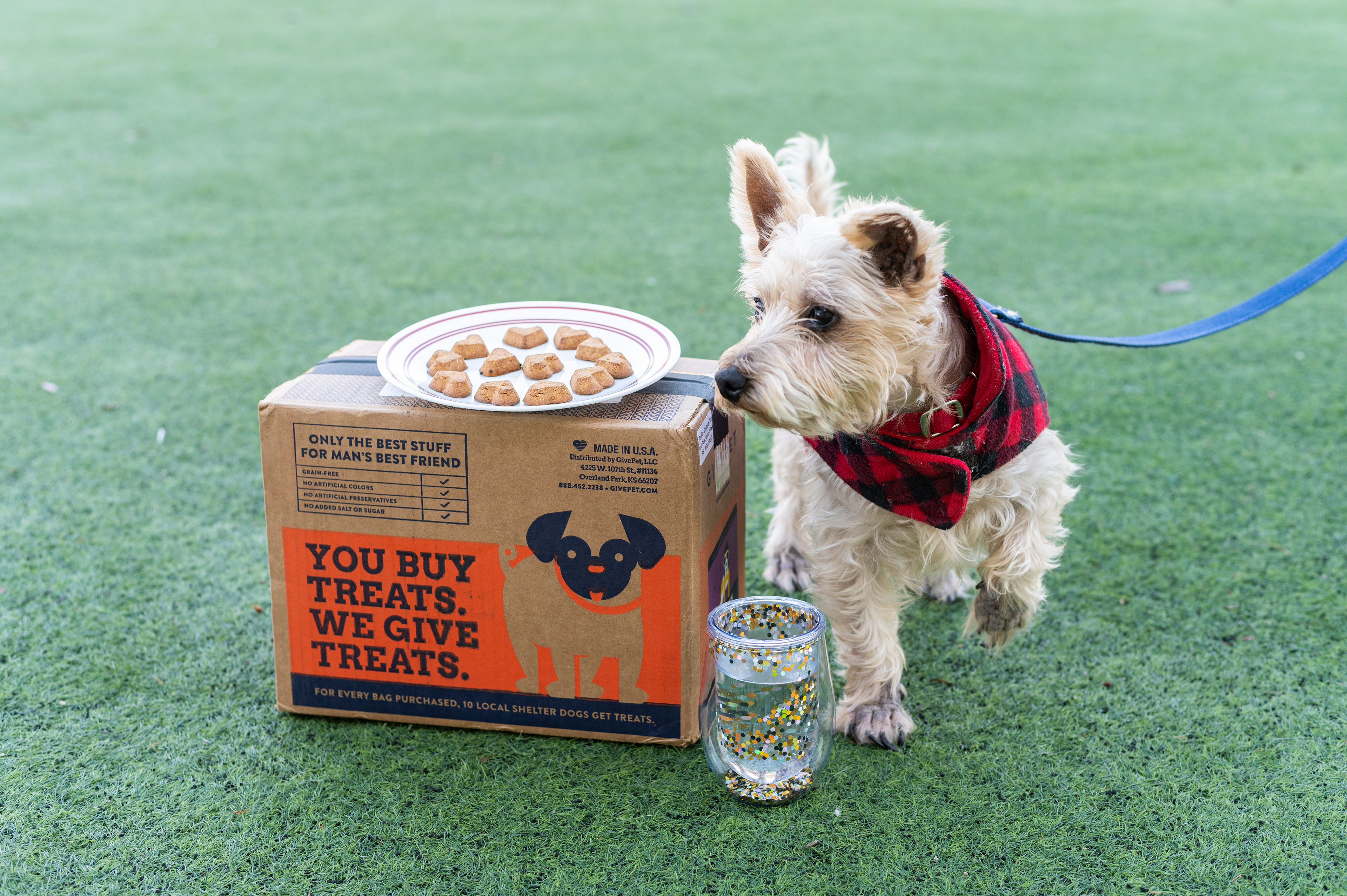 Photo I took of an adoptable animal for a corporate partnership