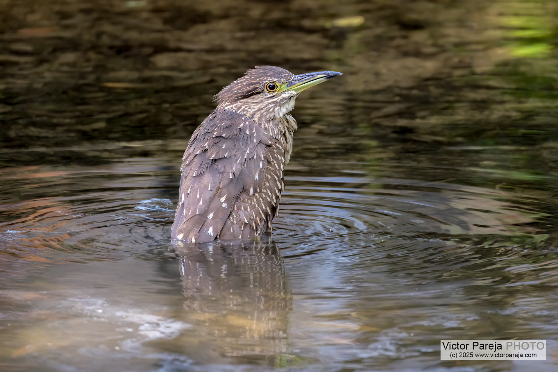 Nachtreiher (Night Heron) Nycticorax nycticorax [Kanazawa, Japan]