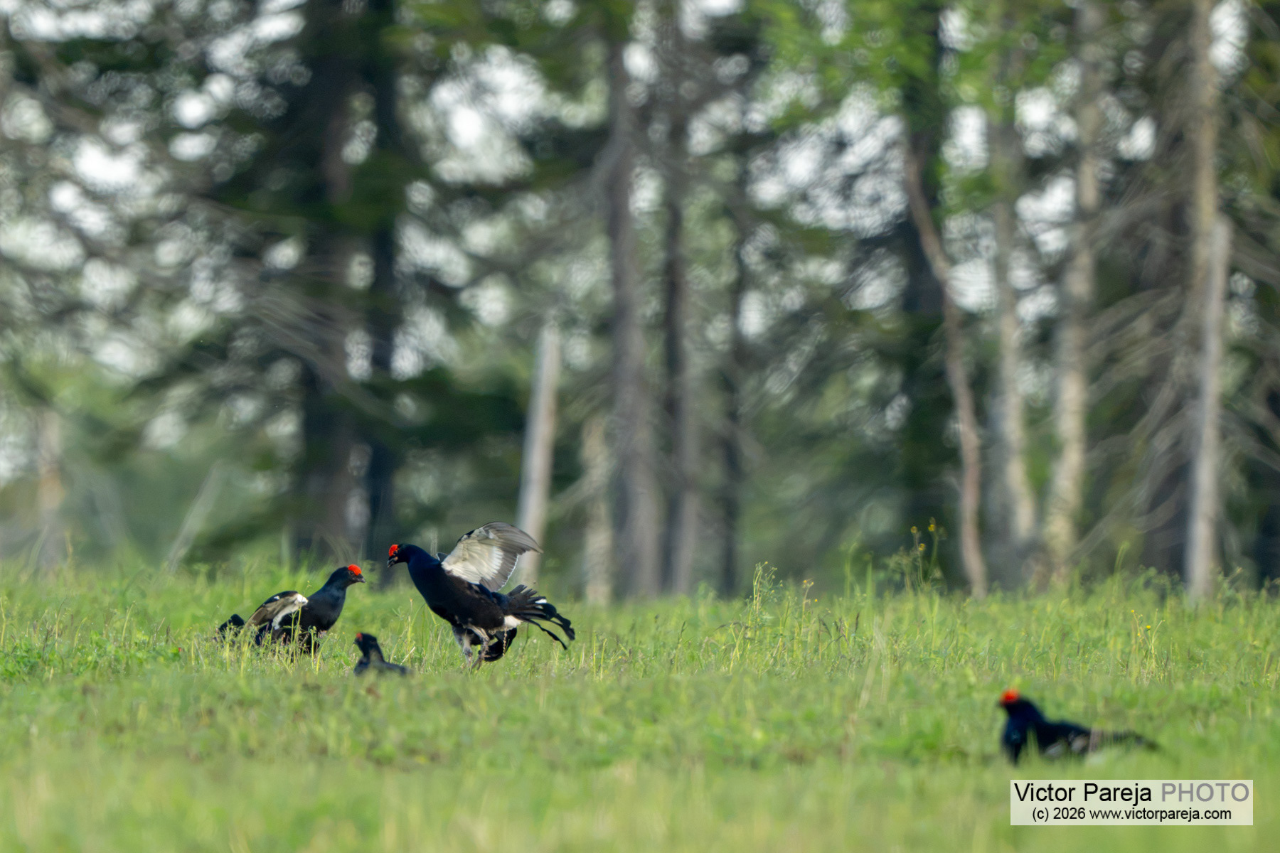 Birkhuhn / Black Grouse / Gallo lira (Lyrurus tetrix)