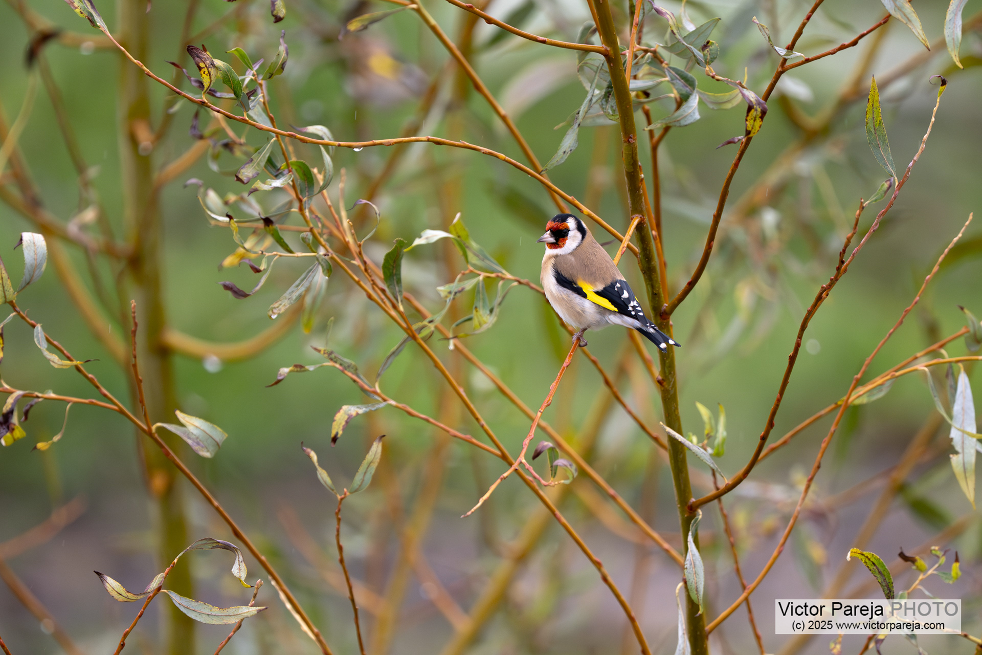 Stieglitz (European Goldfinch) Carduelis Carduelis