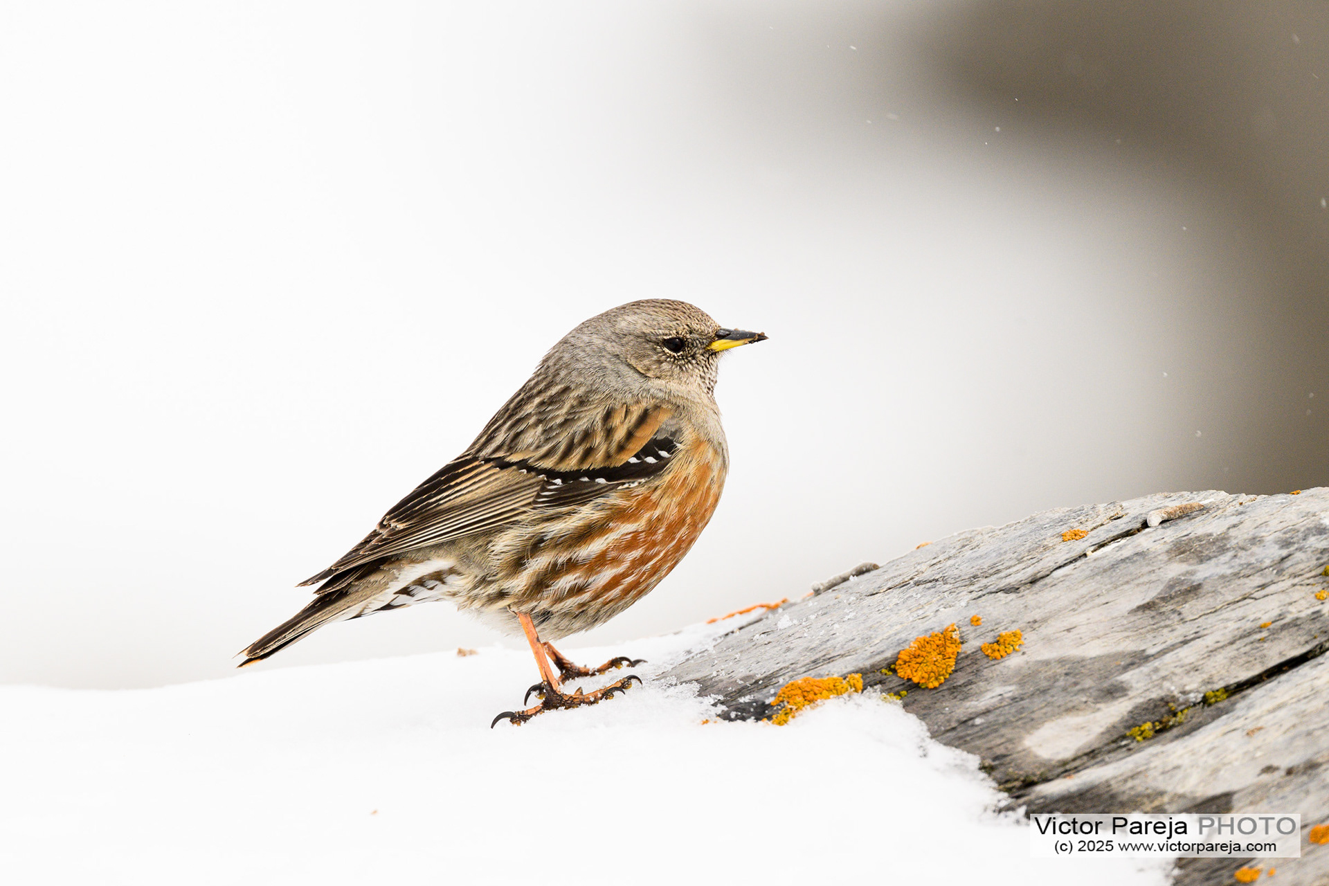 Alpenbraunelle (Alpine accentor) Prunella collaris