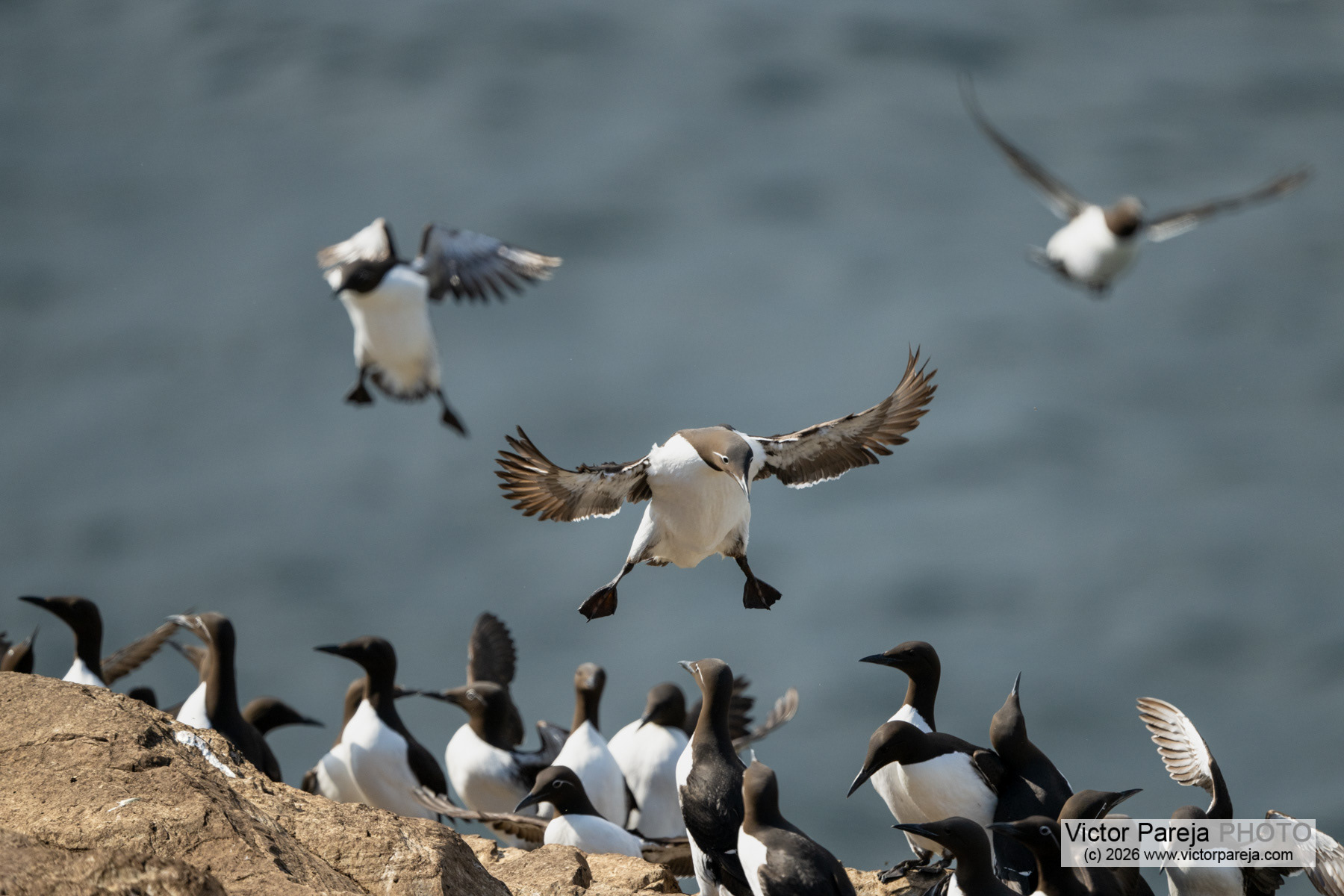 Trottellumme / Common Guillemot / Arao común (Uria aalge)