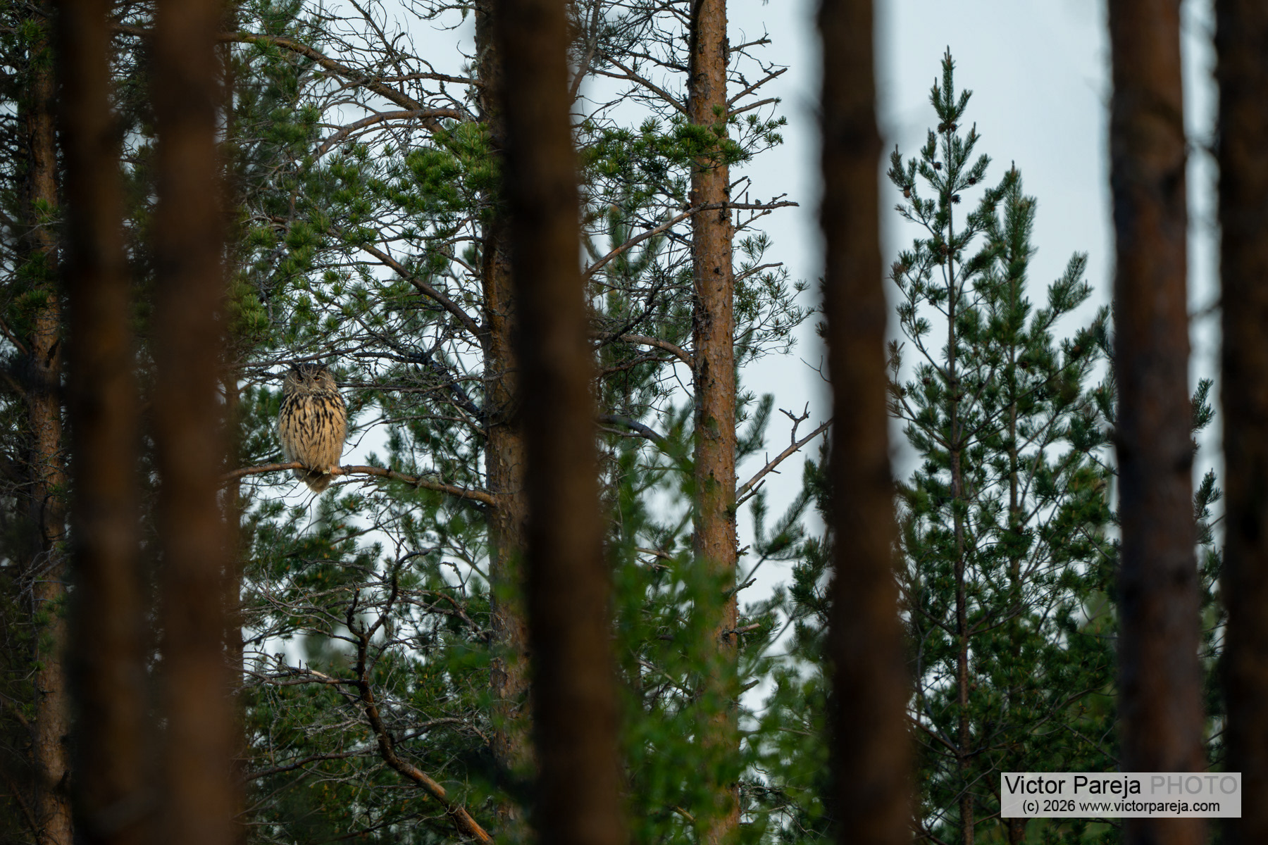 Uhu / Eurasian Eagle-Owl / Búho real (Bubo bubo)