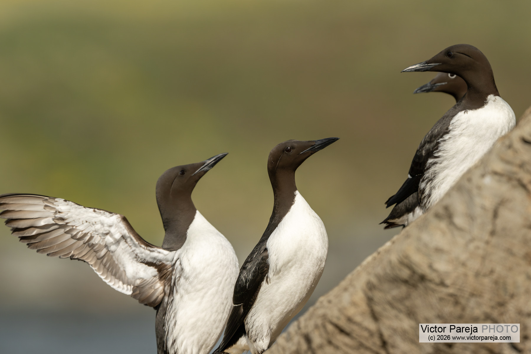 Trottellumme / Common Guillemot / Arao común (Uria aalge)