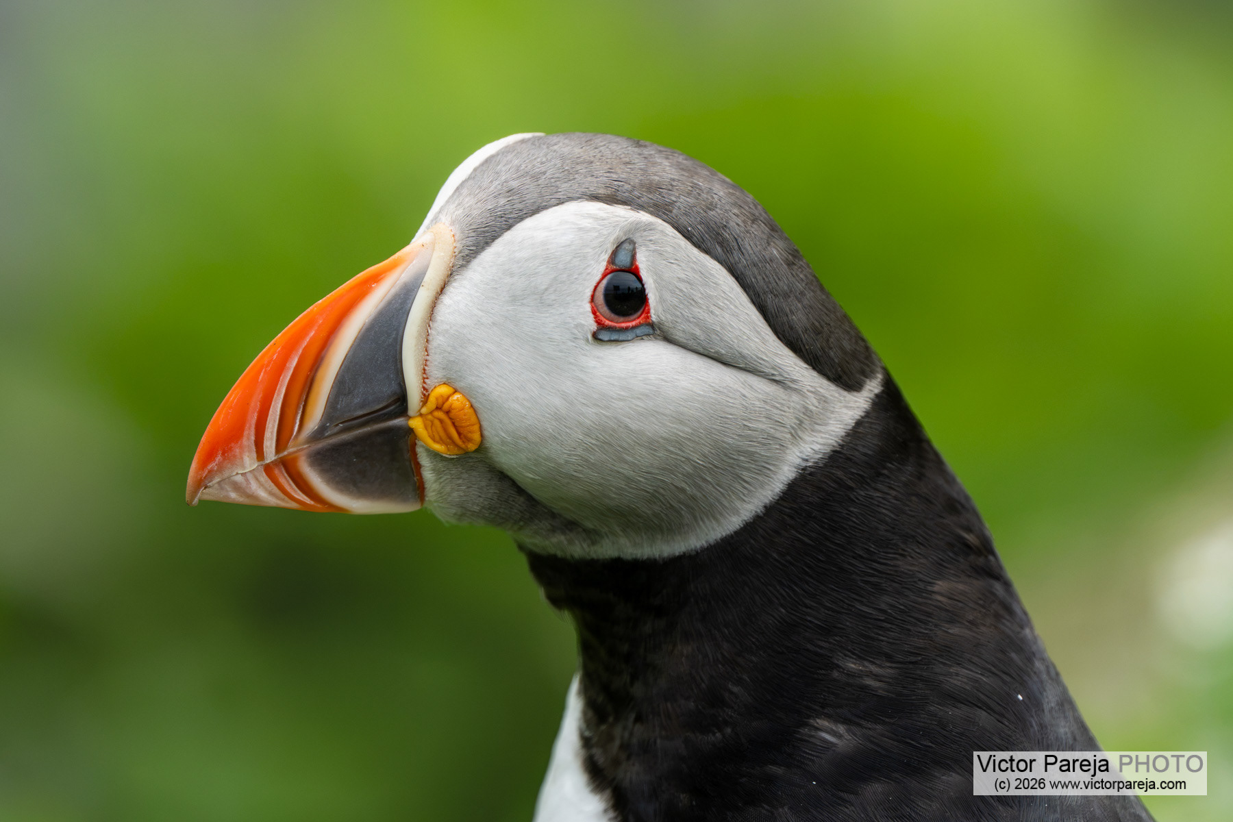 Papageitaucher / Atlantic Puffin / Frailecillo atlántico (Fratercula arctica)