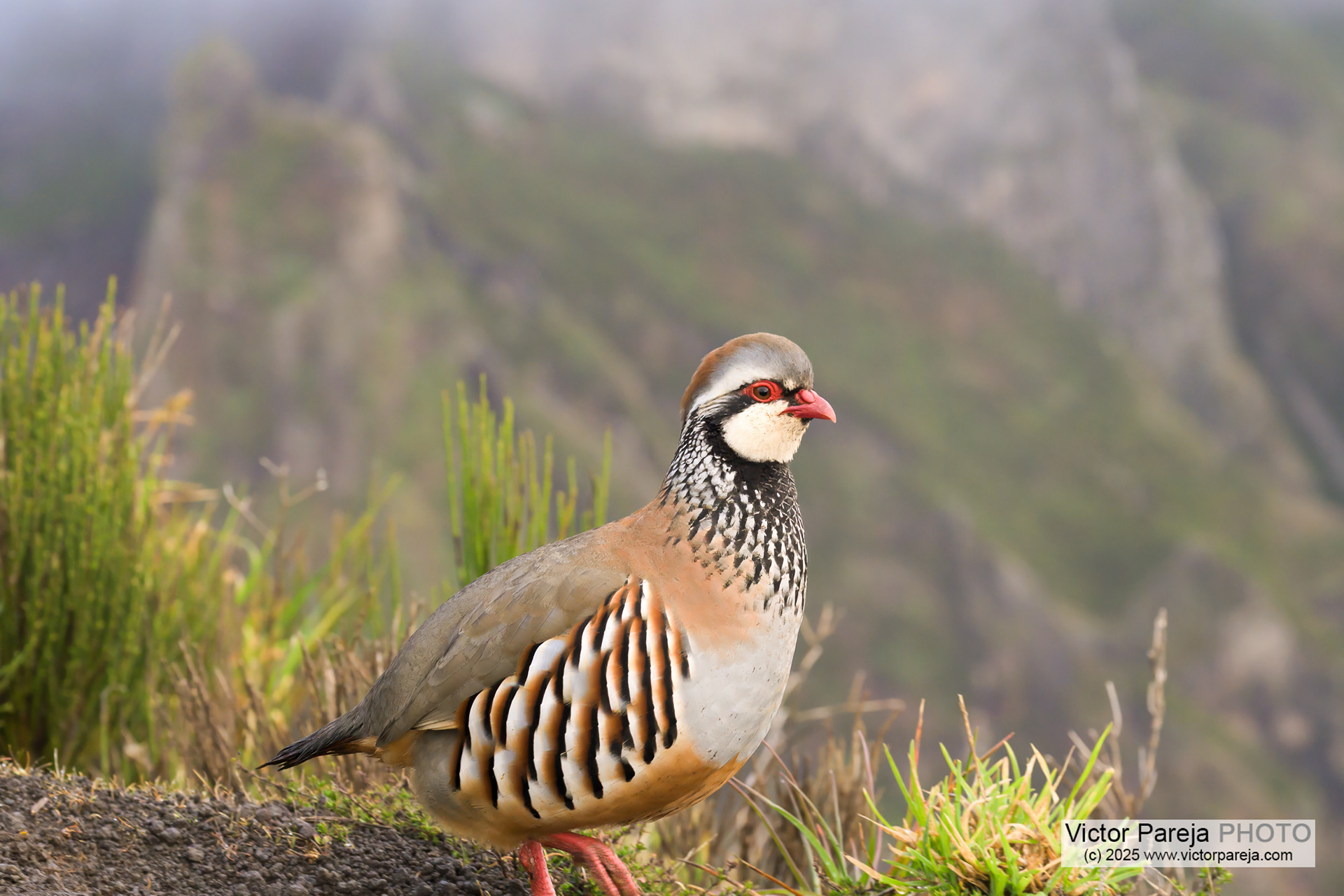 Rothuhn (Alectoris rufa) Red-legged Partridge [Madeira, Portugal]