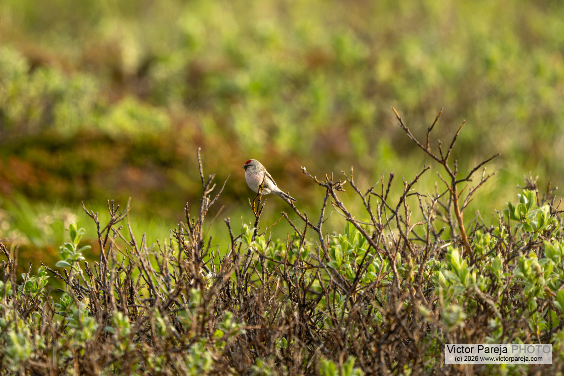Birkenzeisig / Common Redpoll / Pardillo sizerín (Acanthis flammea)