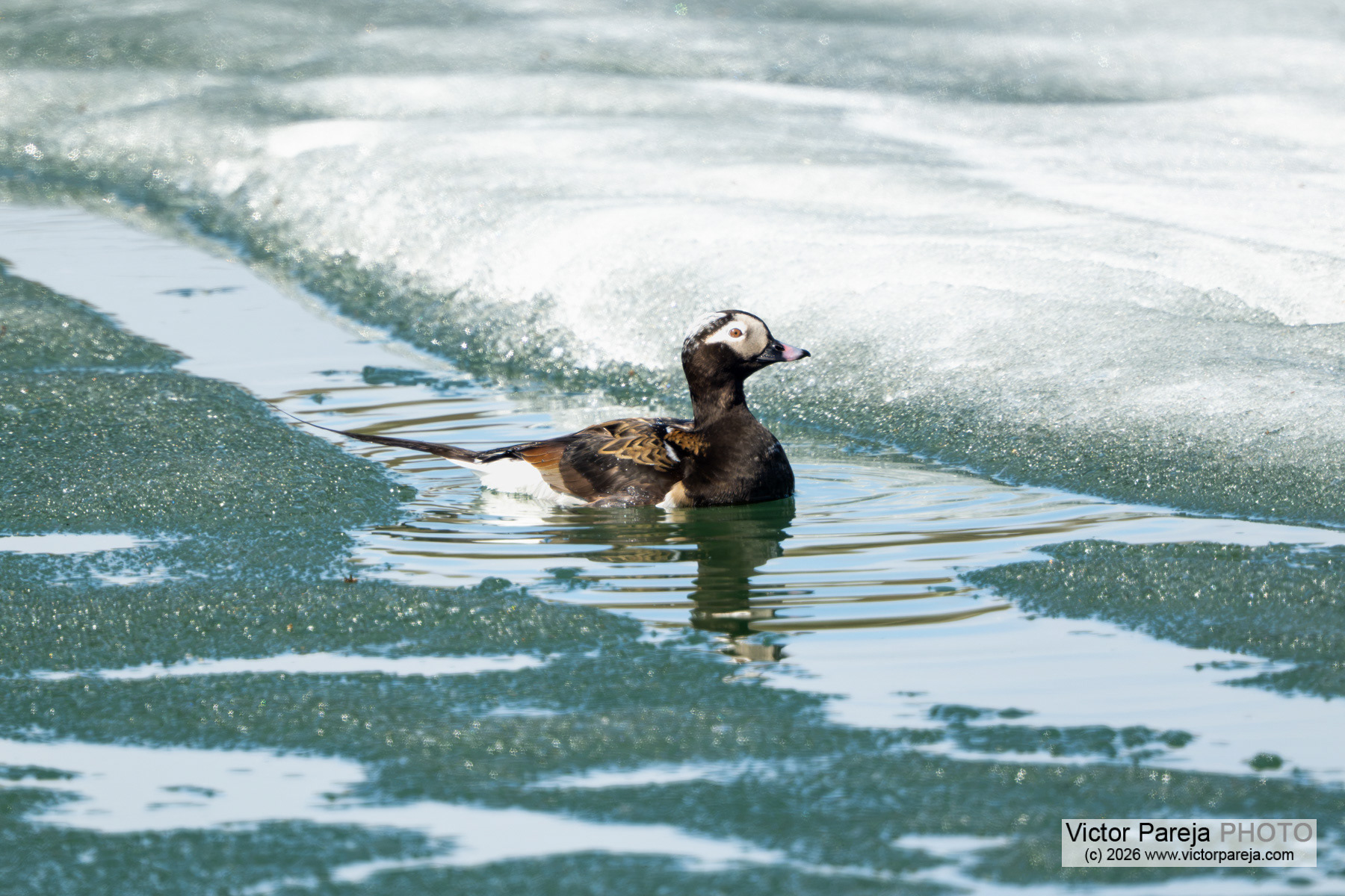 Eisente / Long-tailed Duck / Havelda (Clangula hyemalis)