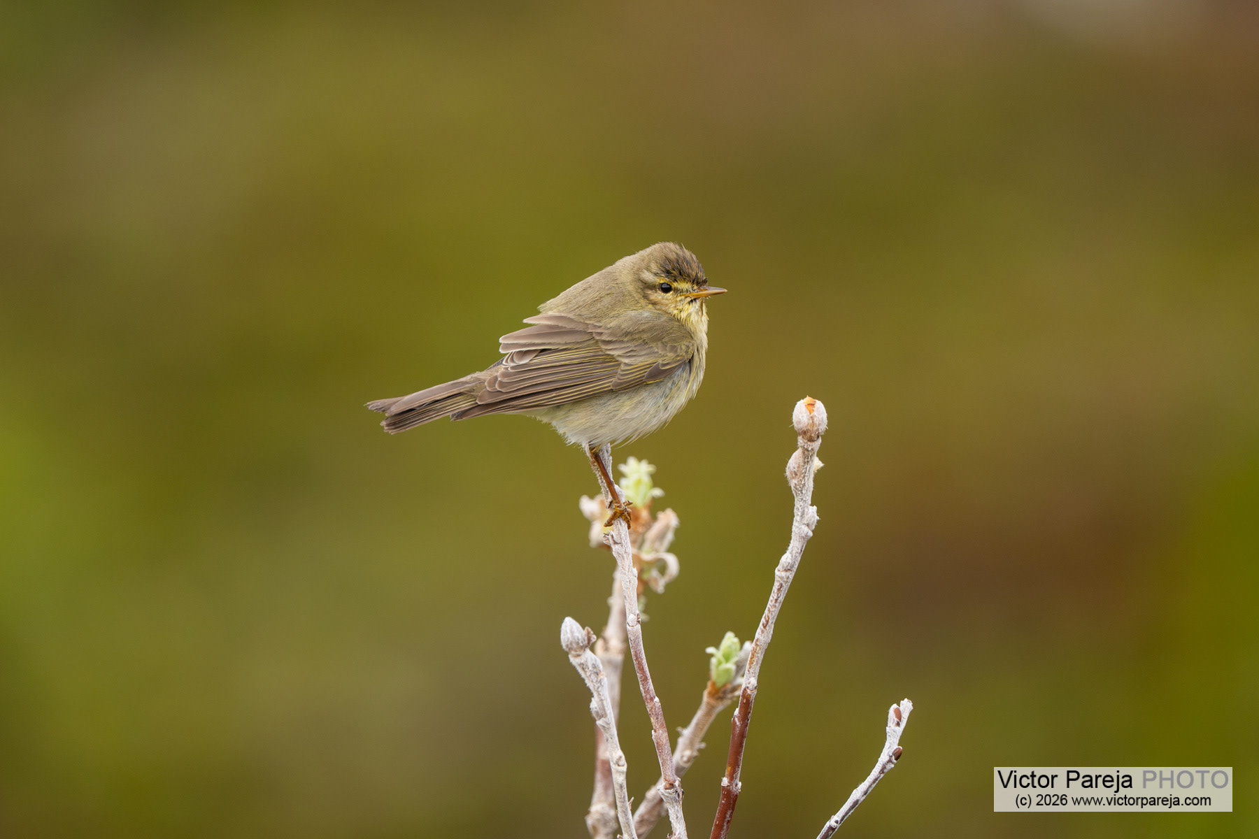 Fitis / Willow Warbler / Mosquitero musical (Phylloscopus trochilus)
