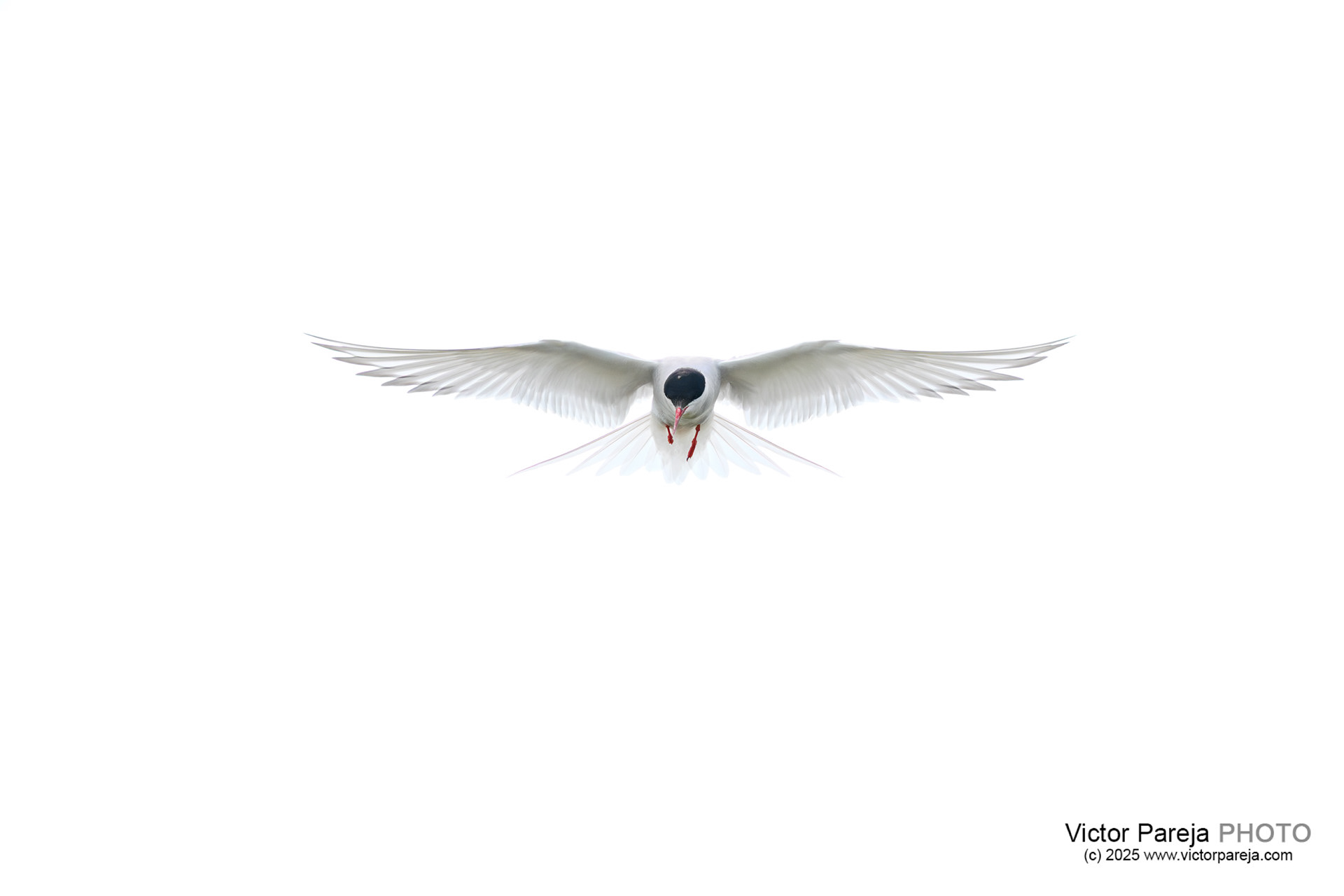 Küstenseeschwalbe (Artic Tern) Sterna paradisaea [Iceland]