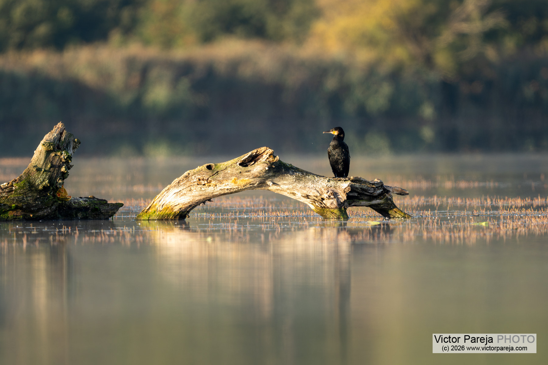 Grosser Kormoran (Great Cormorant) Phalacrocorax carbo