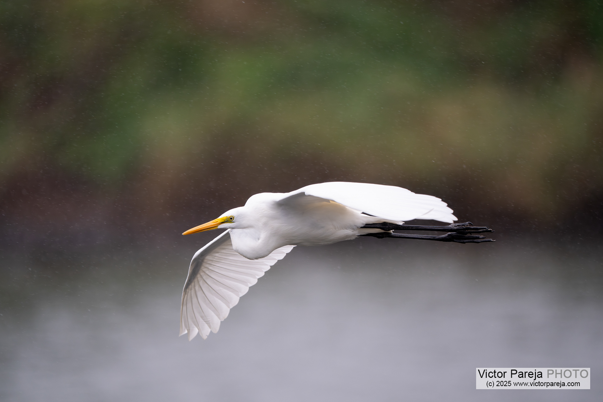 Silberreiher (White Egret) Ardea alba [Tokyo, Japan]