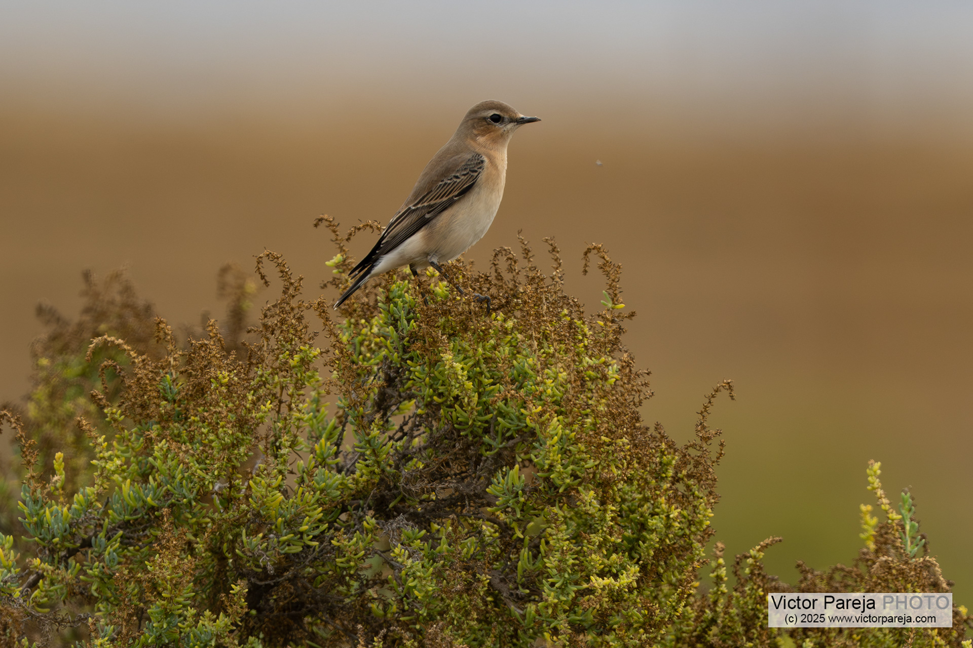 Steinschmätzer (Northern Wheatear) Oenanthe Oenanthe [Malta]