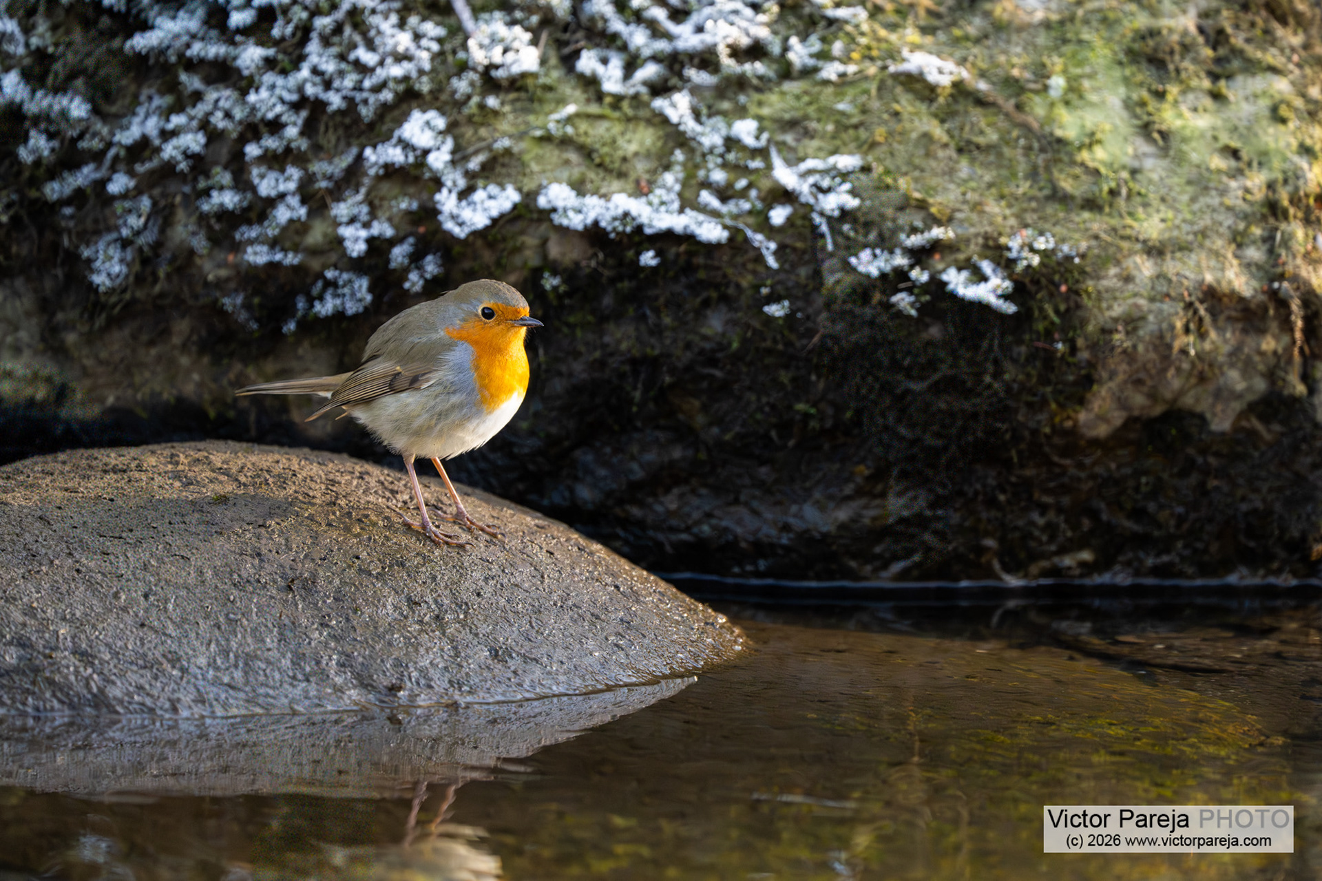 Rotkelchen (European Robin) Erithacus rubecula