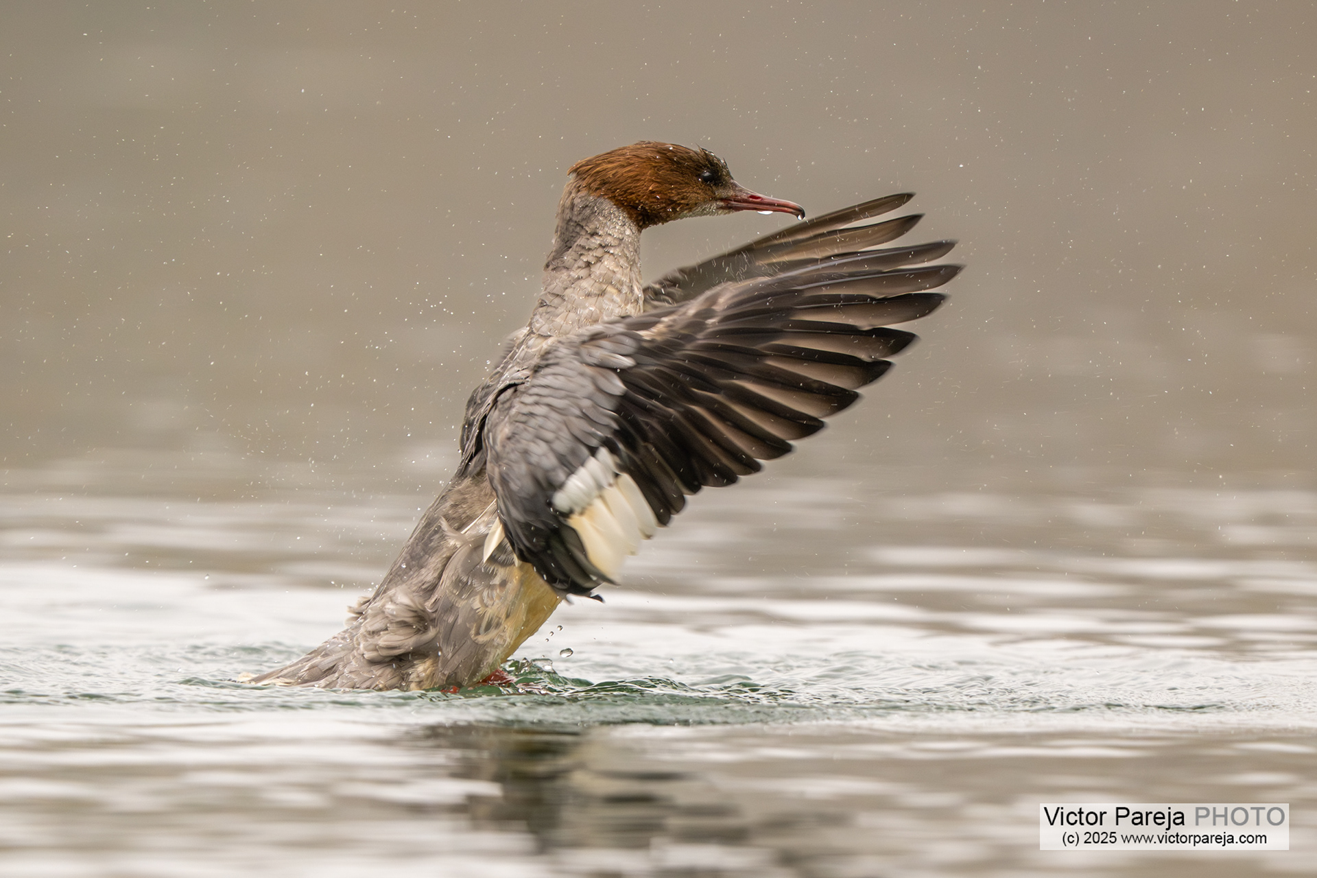 Mittelsäger (Red-breasted Merganser) Mergus serrator