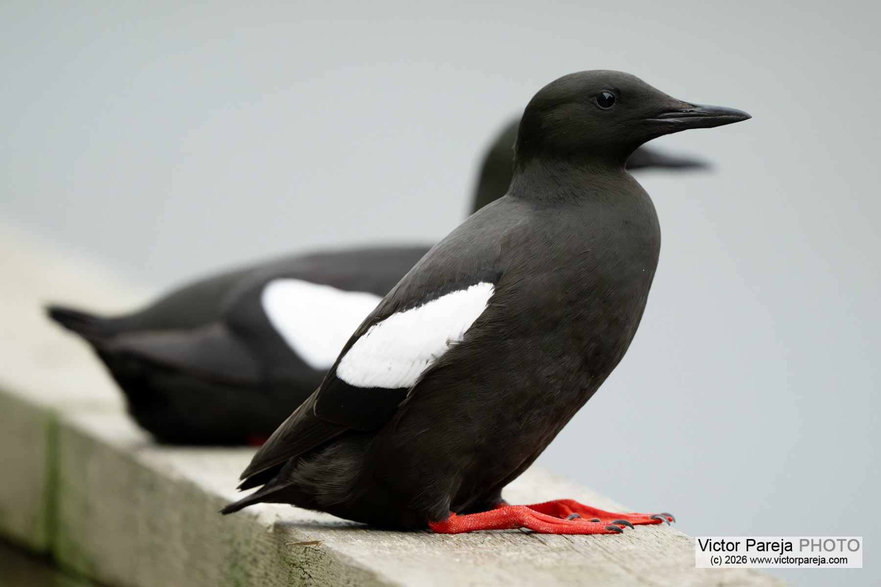 Gryllteiste / Black Guillemot / Arao aliblanco (Cepphus grylle)
