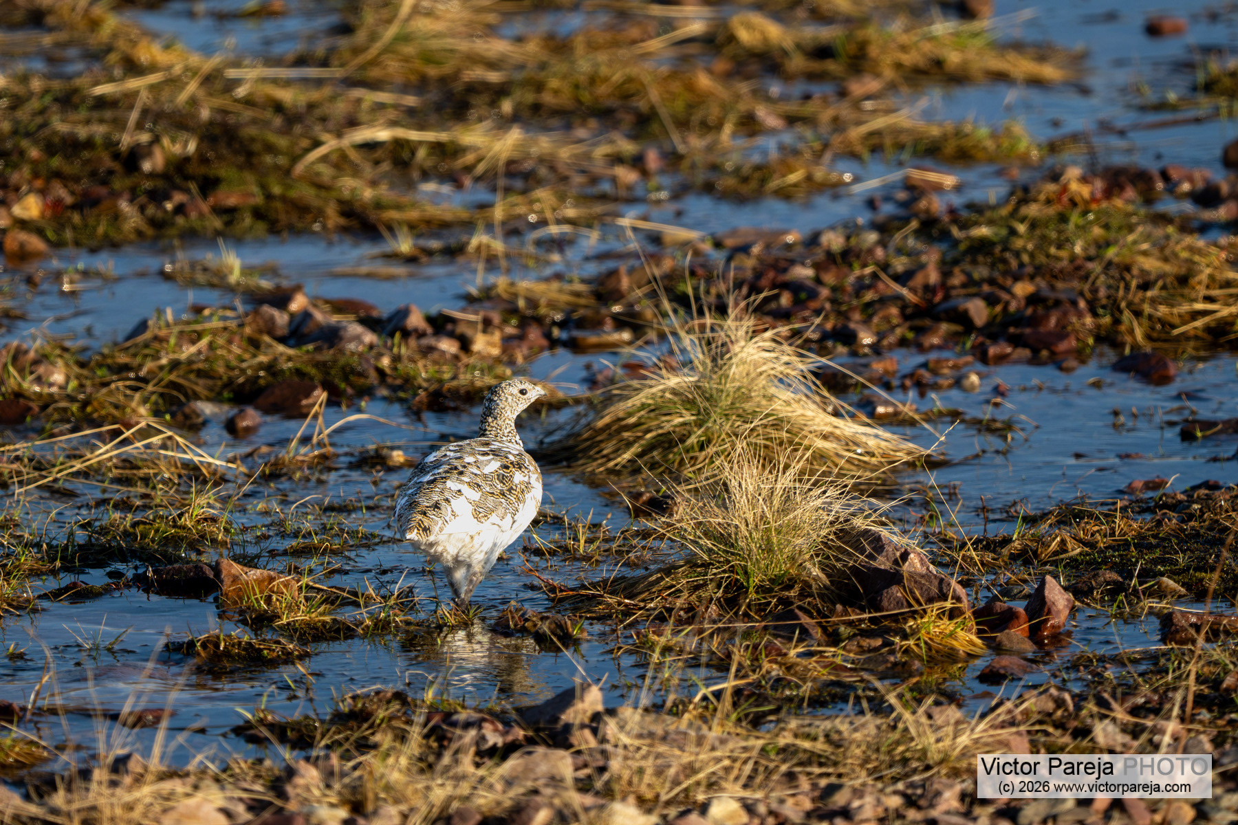 Alpenschneehuhn / Rock Ptarmigan / Lagópodo alpino (Lagopus muta)