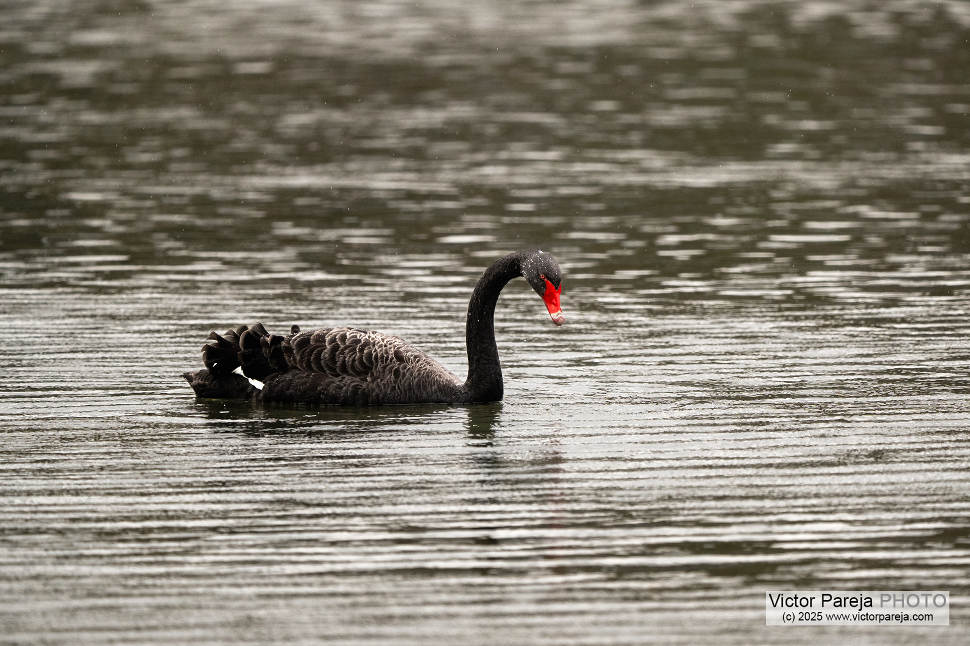 Schwarzer Schwan (Black Swan) Cygnus stratus