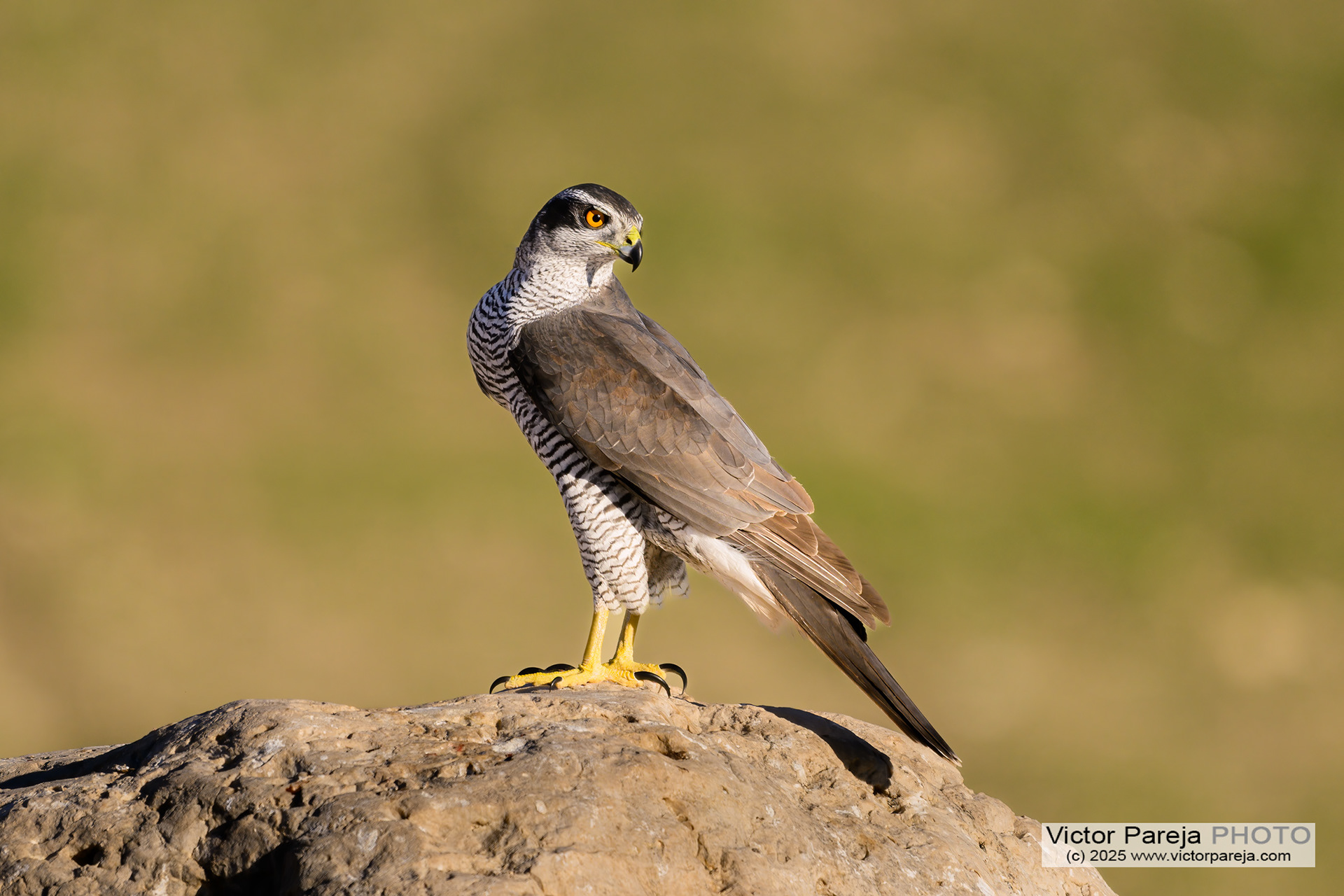 Habich (Goshawk) Accipiter gentilis