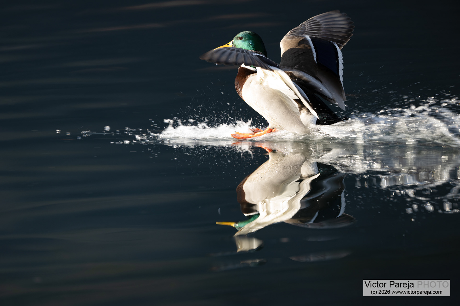 Stockente (Mallard duck) Anas platyrhynchos