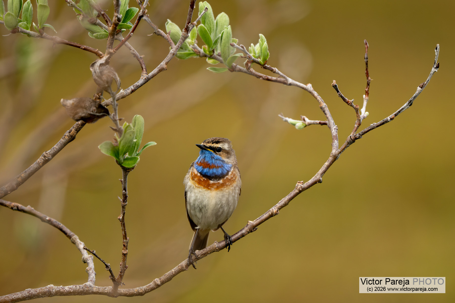 Blaukehlchen / Bluethroat / Ruiseñor pechiazul (Luscinia svecica)