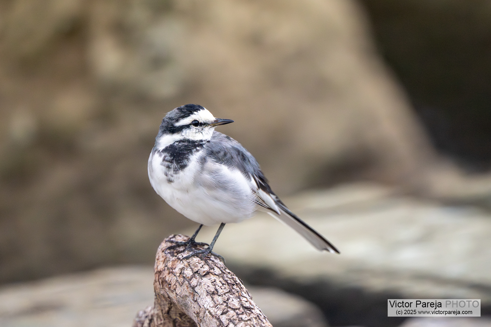 Bachstelze (White Wagtail) Motacilla alba [Tokyo, Japan]