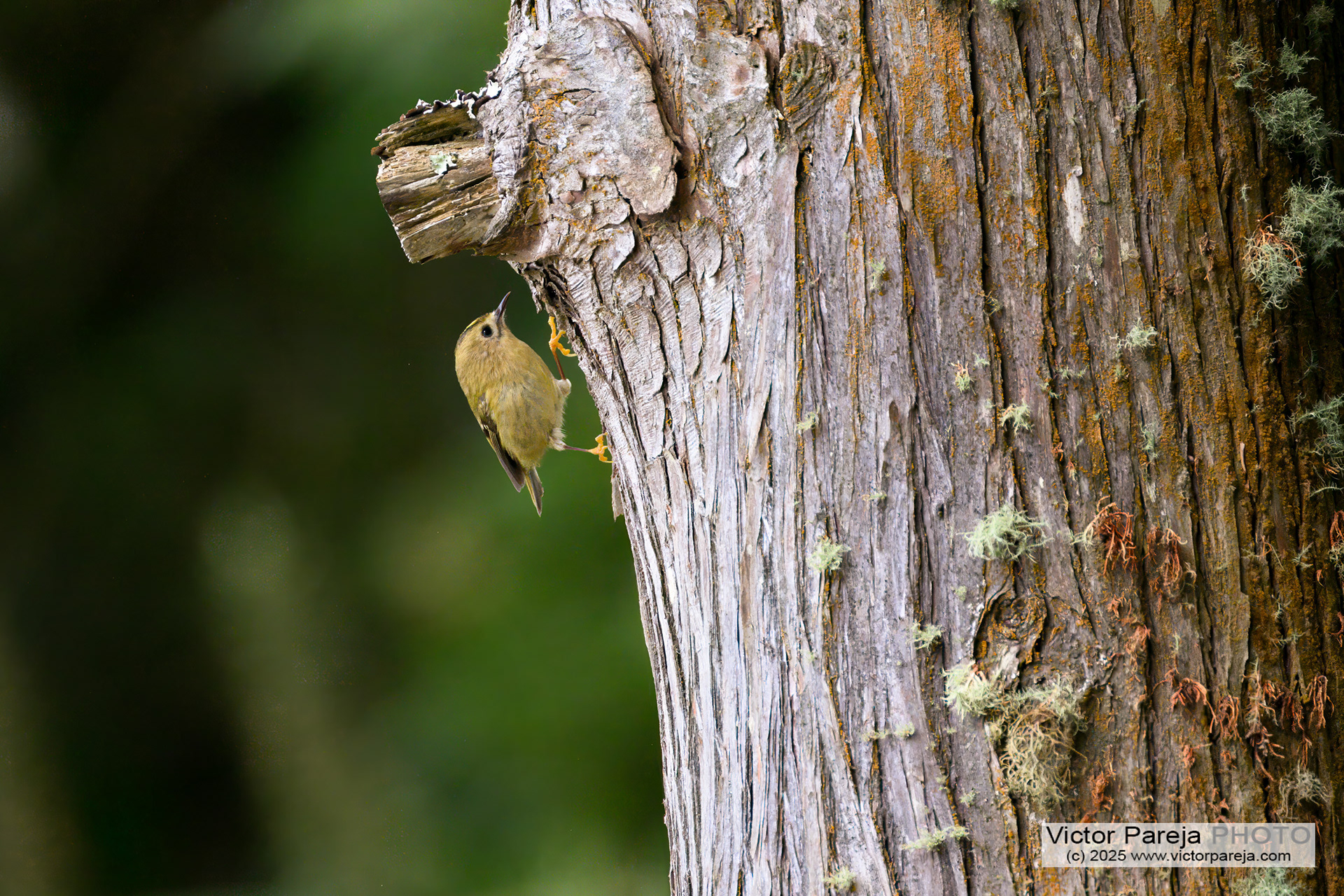 Wintergoldhähnchen (Wintergold hen) Regulus regulus [Azores, Portugal]