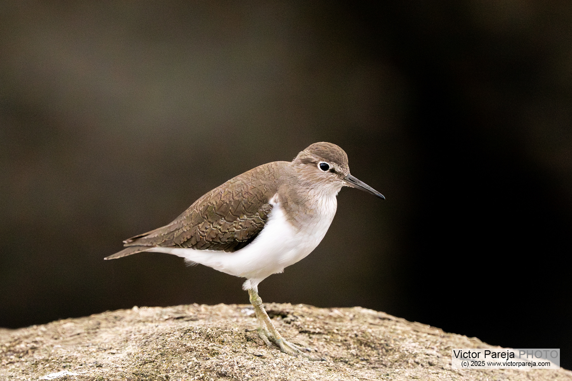Flussuferläufer (Common Sanpiper) Actitis hypoleucos [Tokyo, Japan]