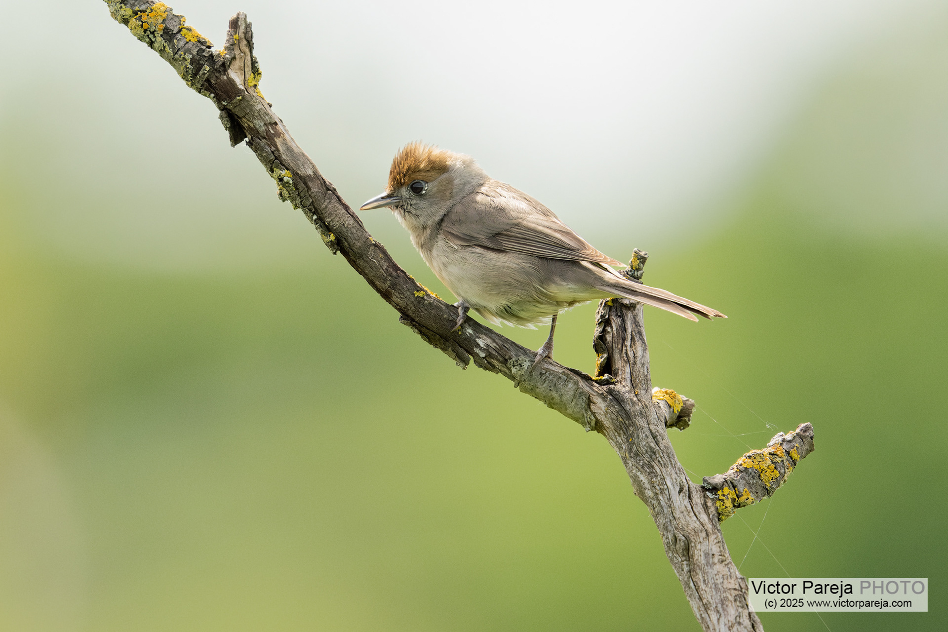 Mönchsgrasmücke (Blackcap) Sylvia atricapilla [Baden-Württemberg, Germany]