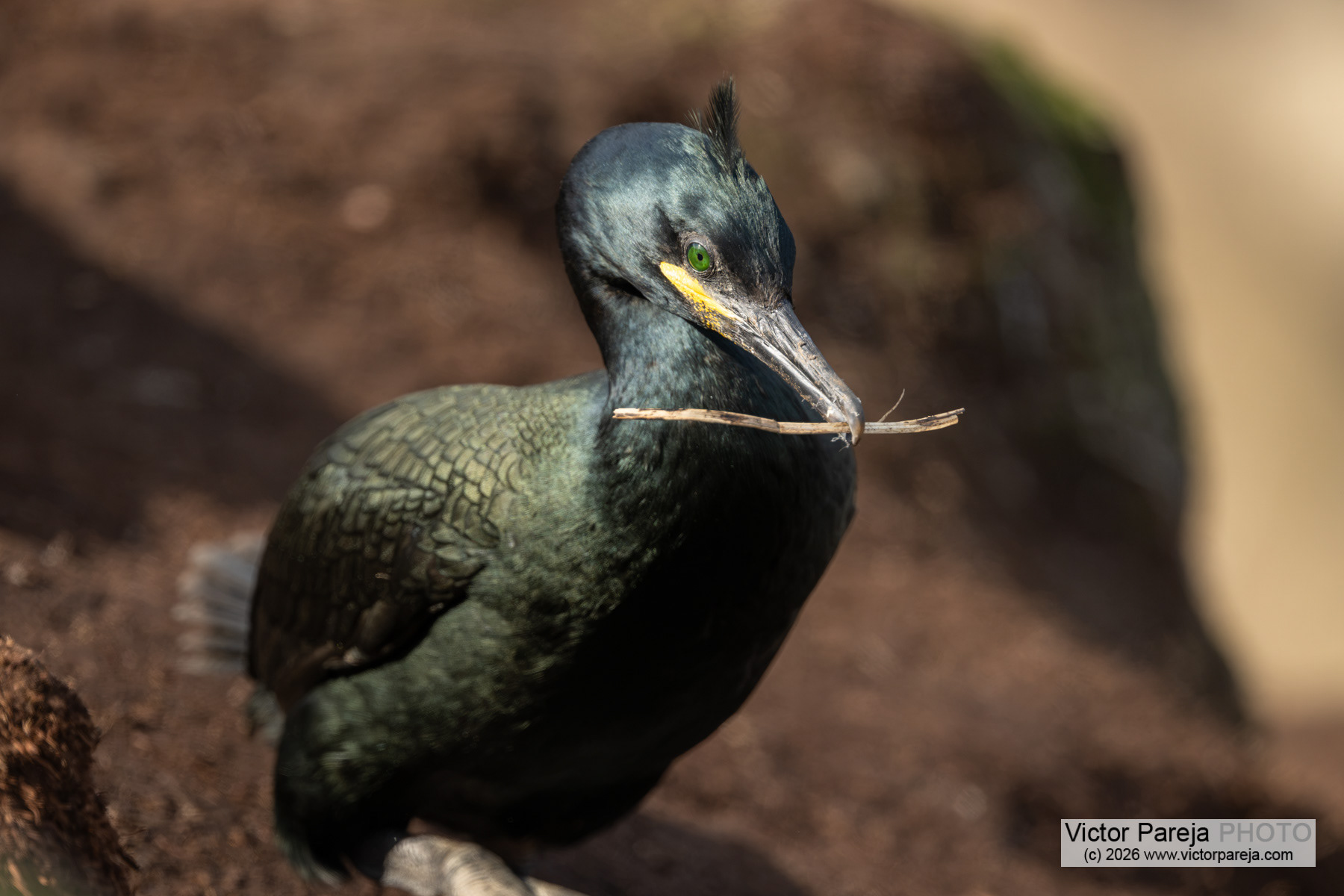Krähenscharbe / European Shag / Cormorán moñudo (Gulosus aristotelis)