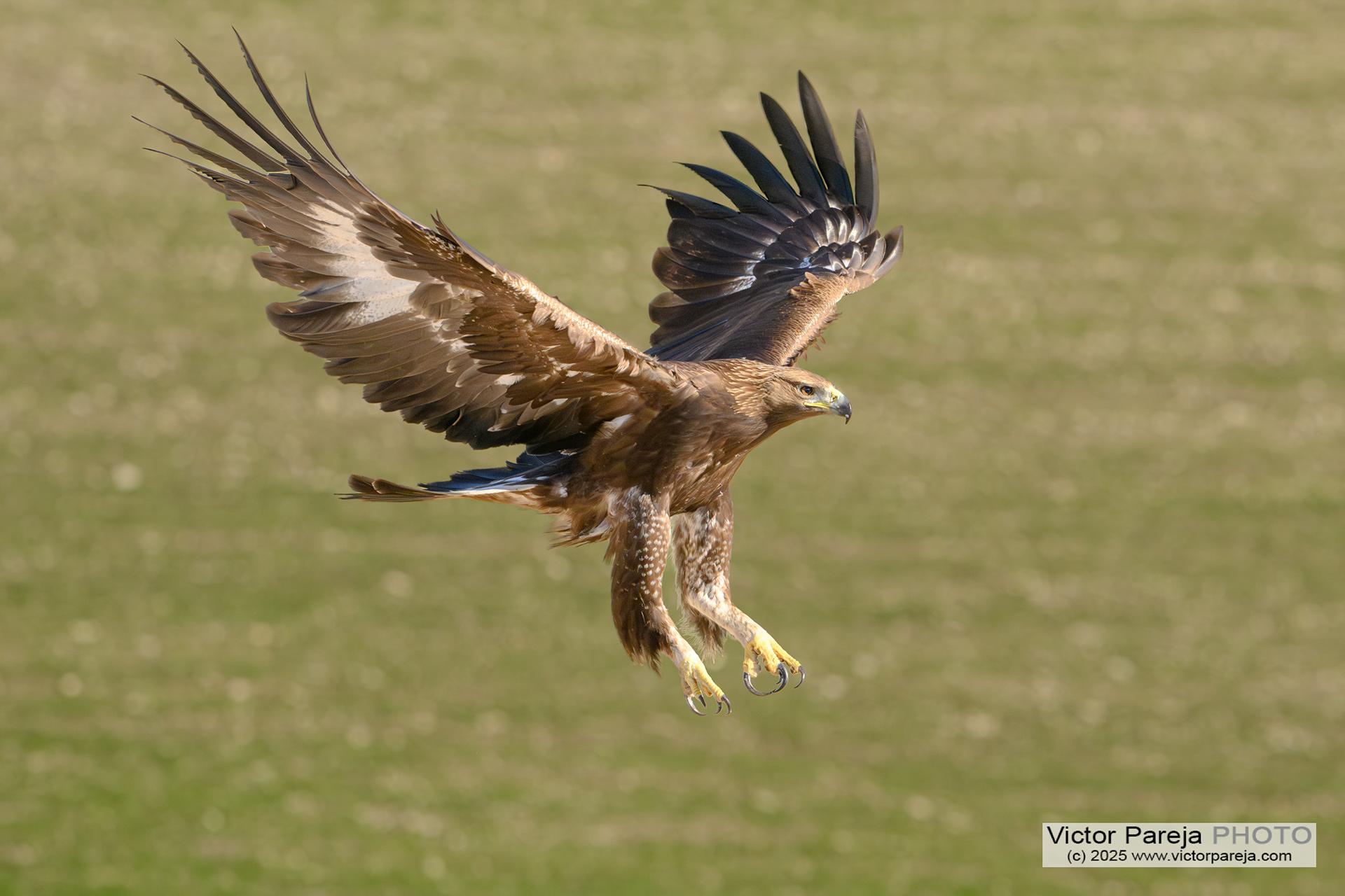 Steinadler (Golden eagle) Aquila chrysaetos [Andalucia, Spain]