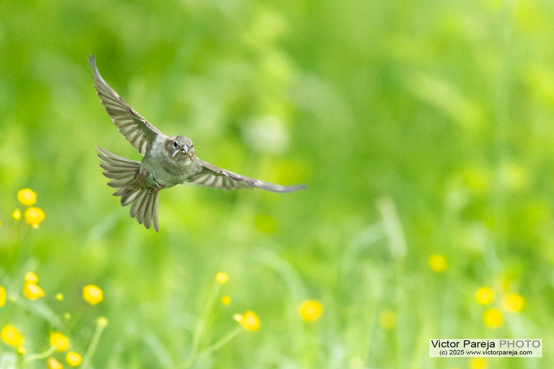 Feldsperling (Tree sparrow) Passer montanus