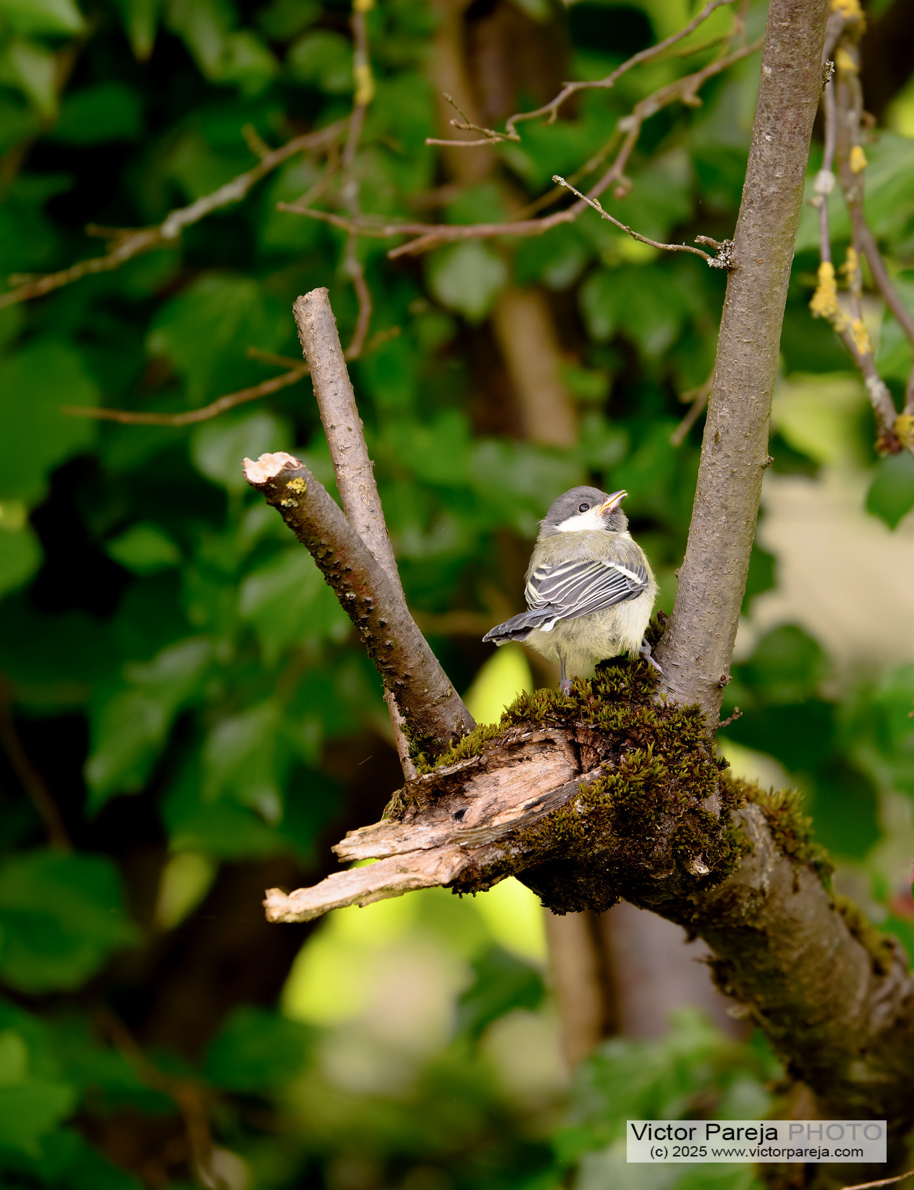 Junge Kohlmeise (Young Coal tit) Parus major