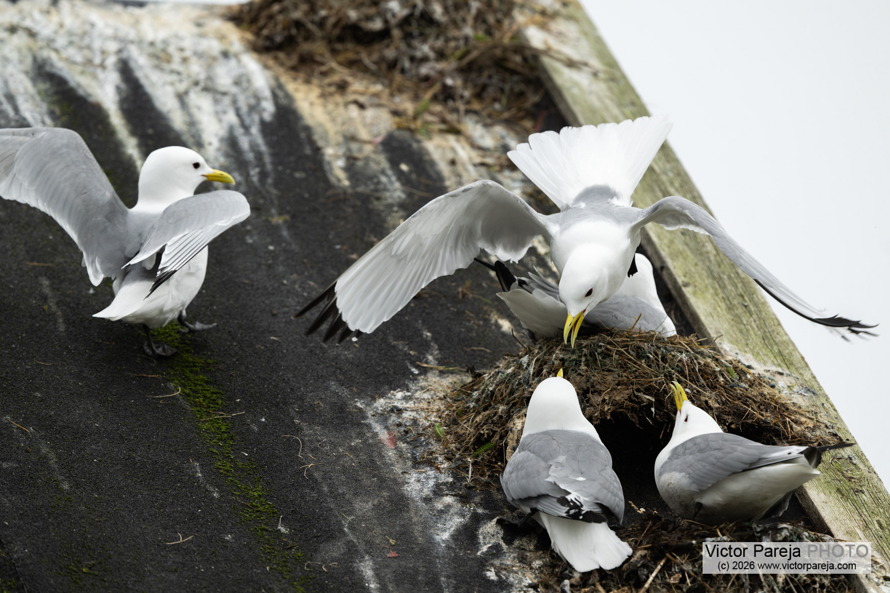Dreizehenmöwe / Black-legged Kittiwake / Gaviota tridáctila (Rissa tridactyla)