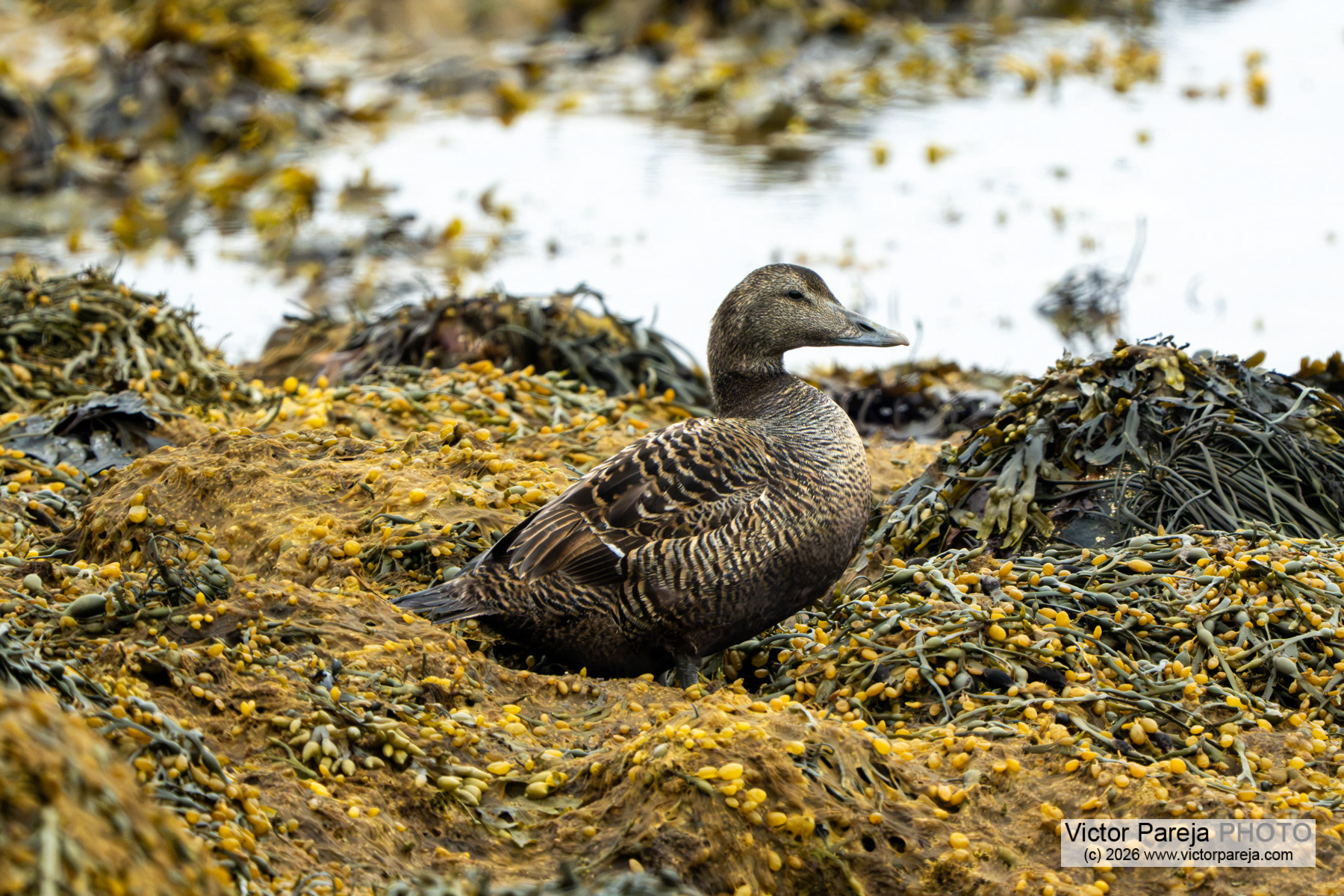 Eiderente / Common Eider / Éider común (Somateria mollissima)