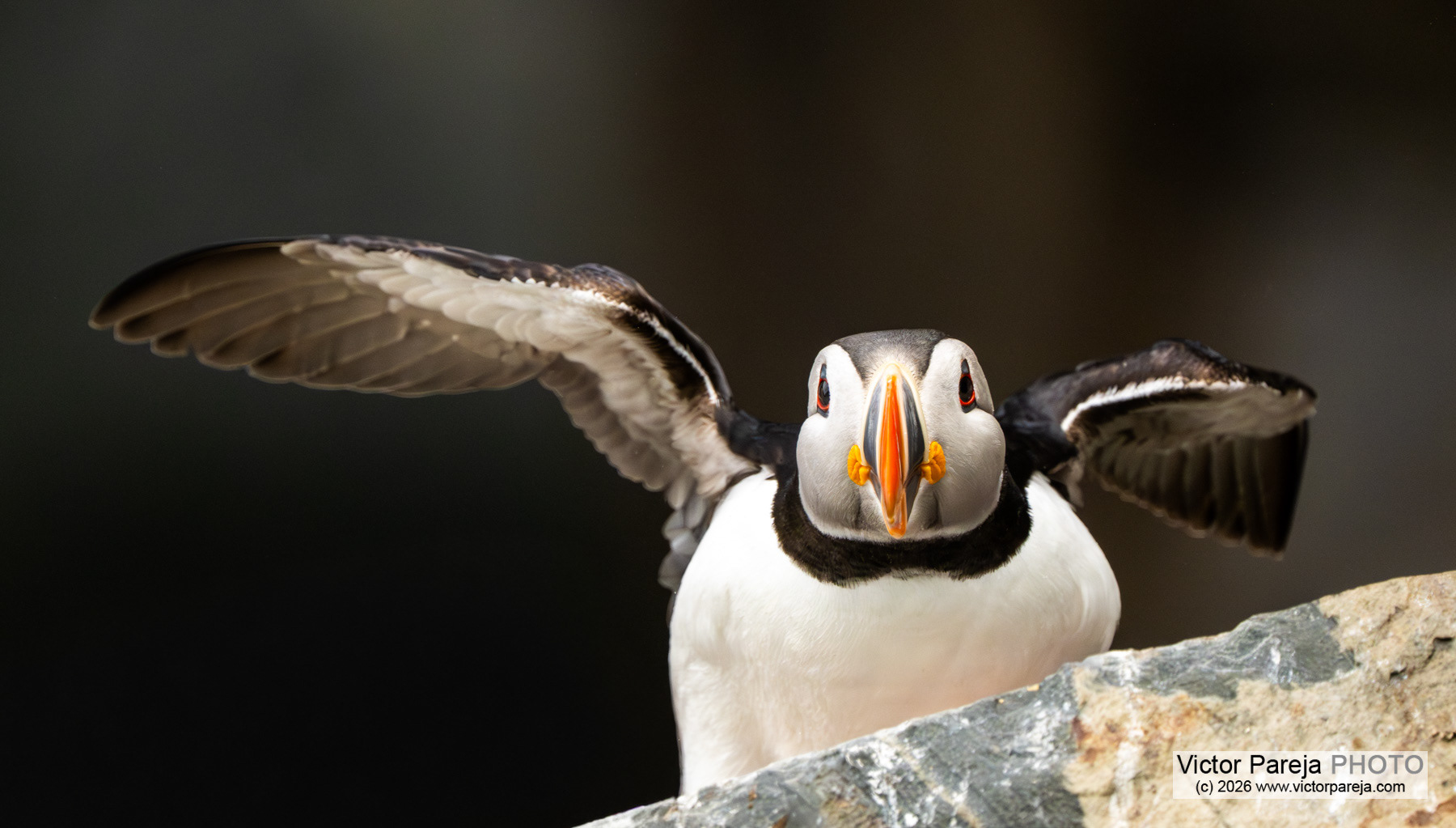 Papageitaucher / Atlantic Puffin / Frailecillo atlántico (Fratercula arctica)