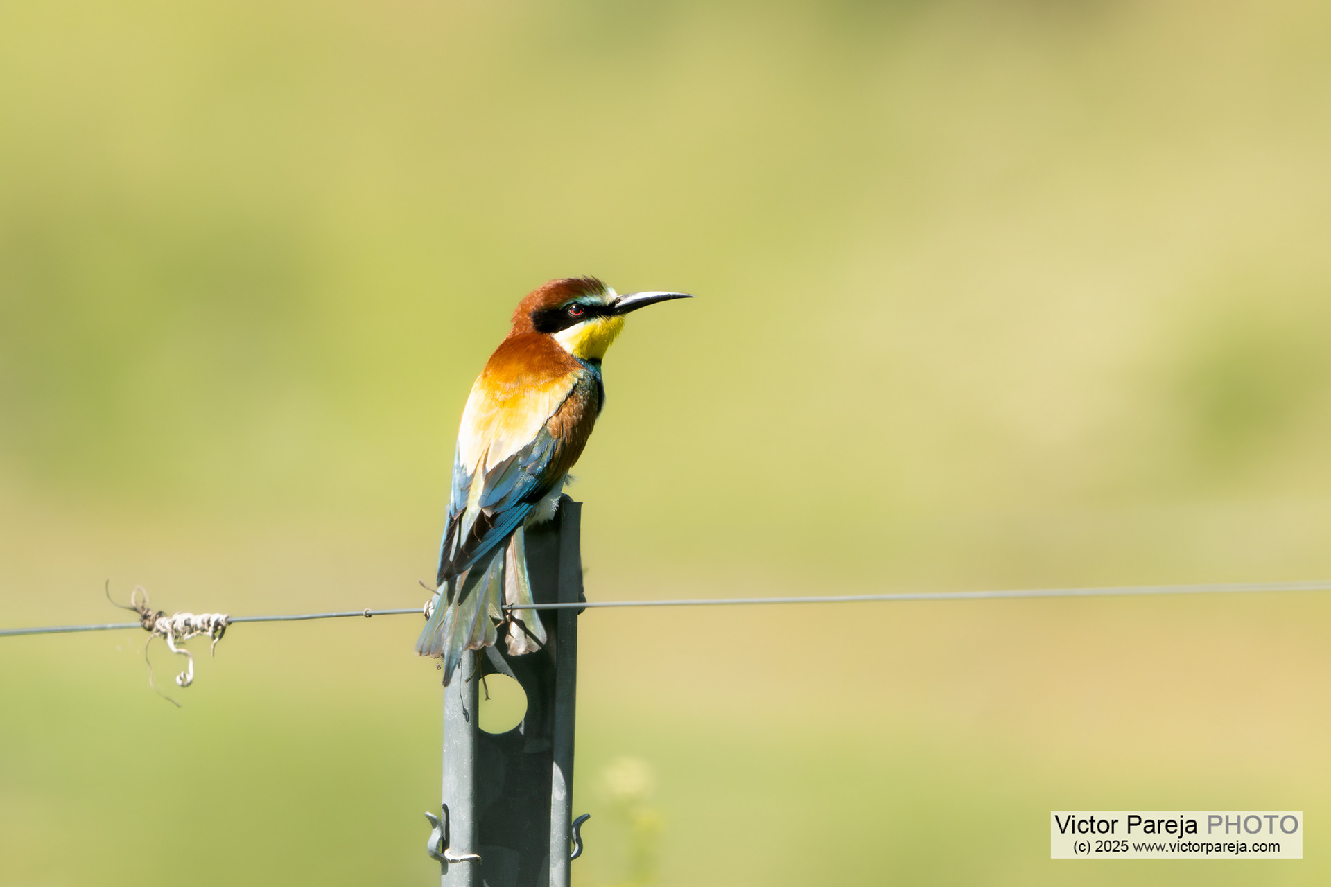 Bienenfresser (Bee-eater) Merops apiaster [Baden-Württemberg, Deutschland]