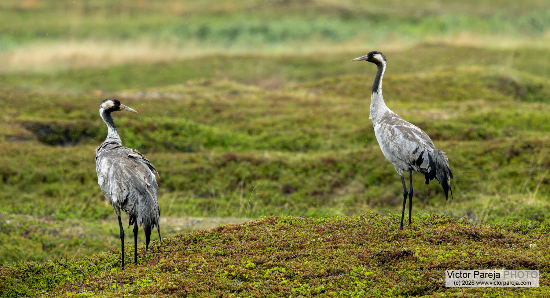 Kranich / Common Crane / Grulla común (Grus grus)