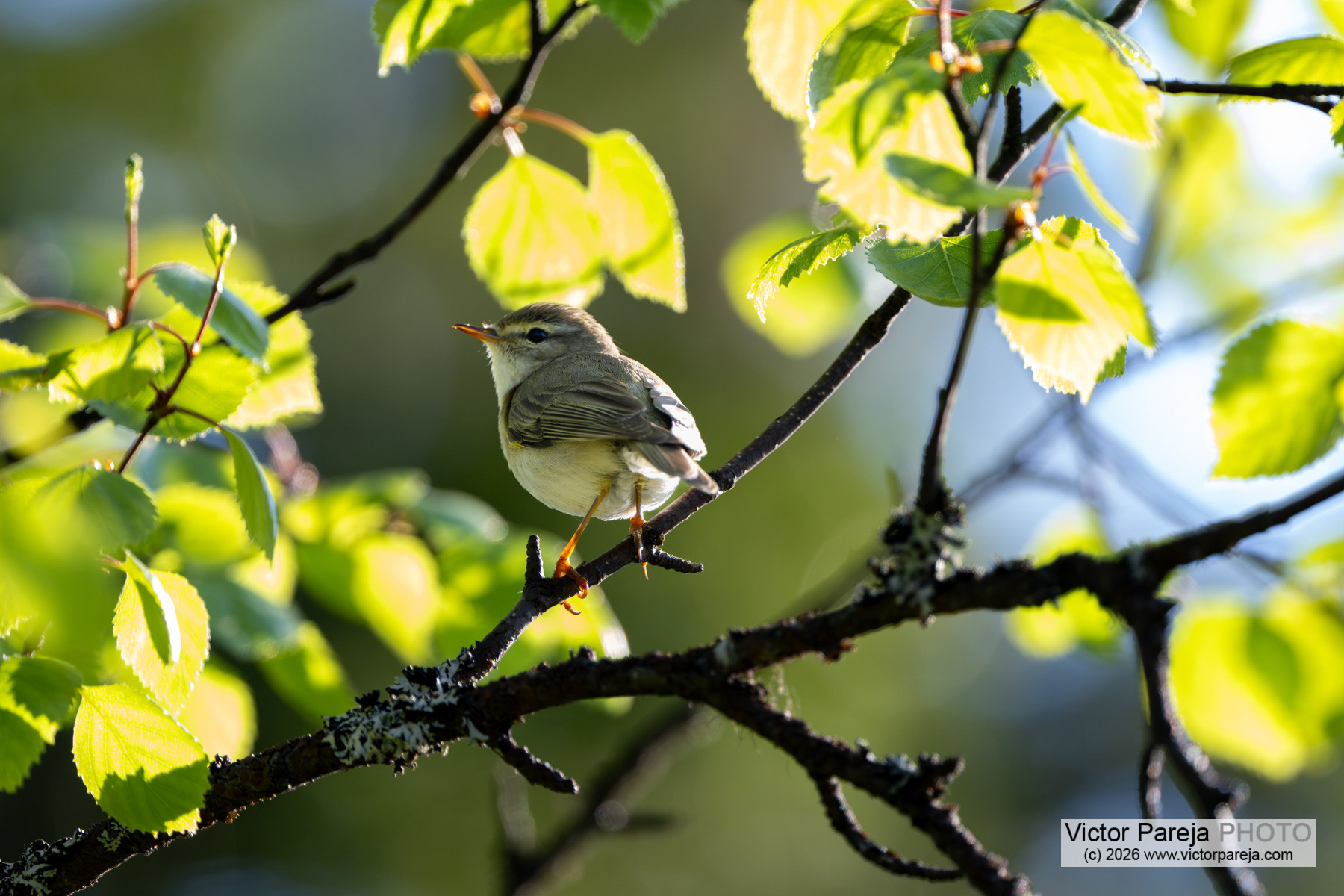 Fitis / Willow Warbler / Mosquitero musical (Phylloscopus trochilus)
