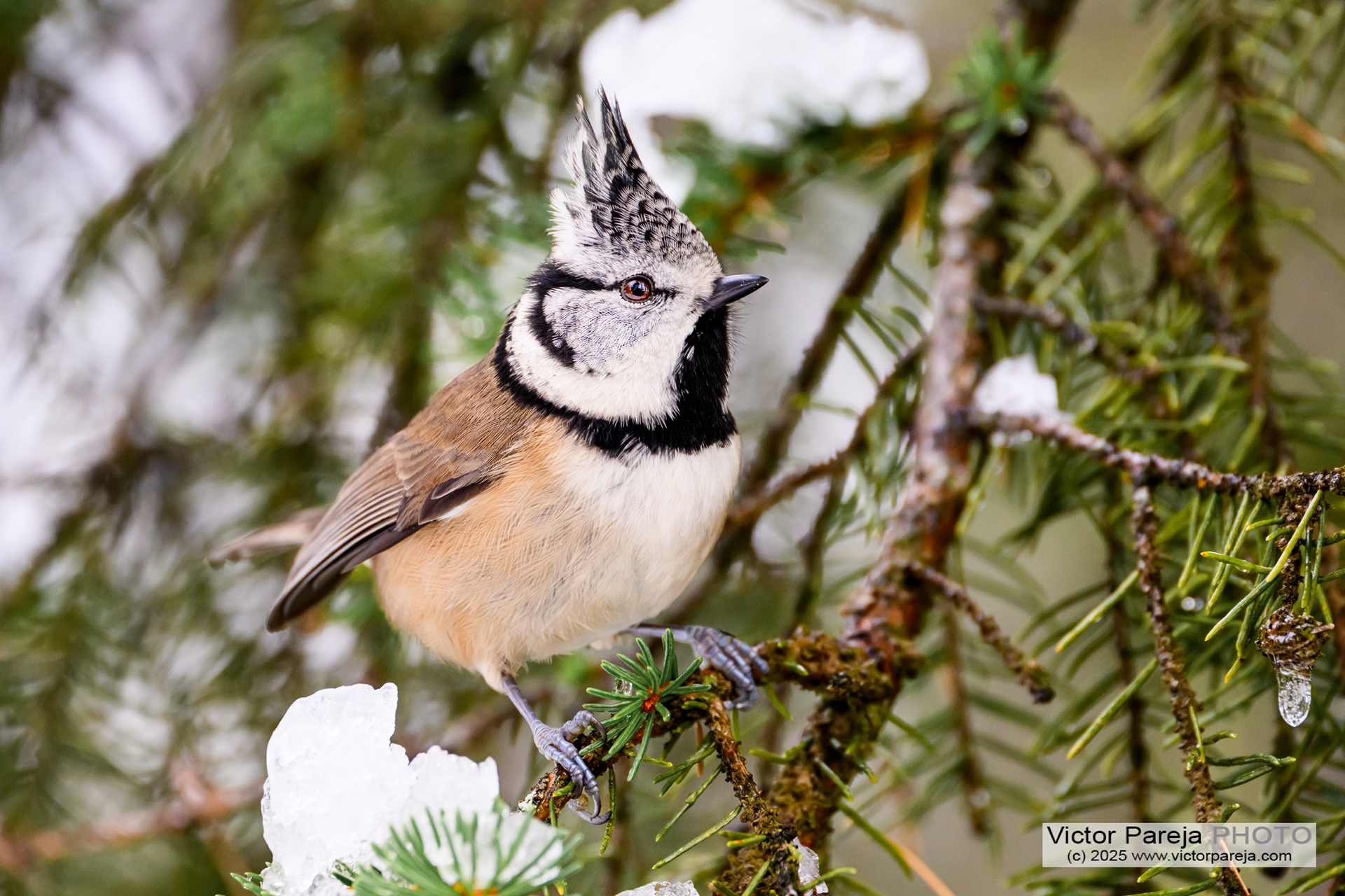Haubenmeise (Crested tit) Lophophanes cristatus