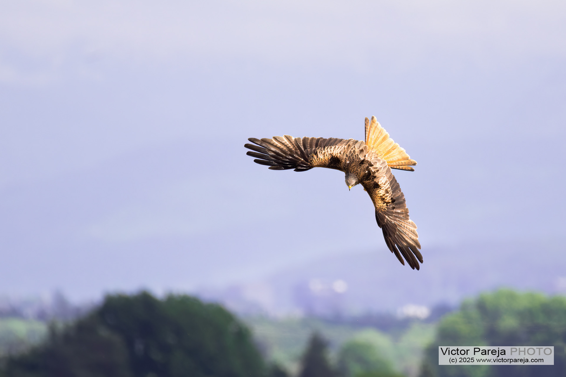 Rotmilan (Red kite) Milvus milvus