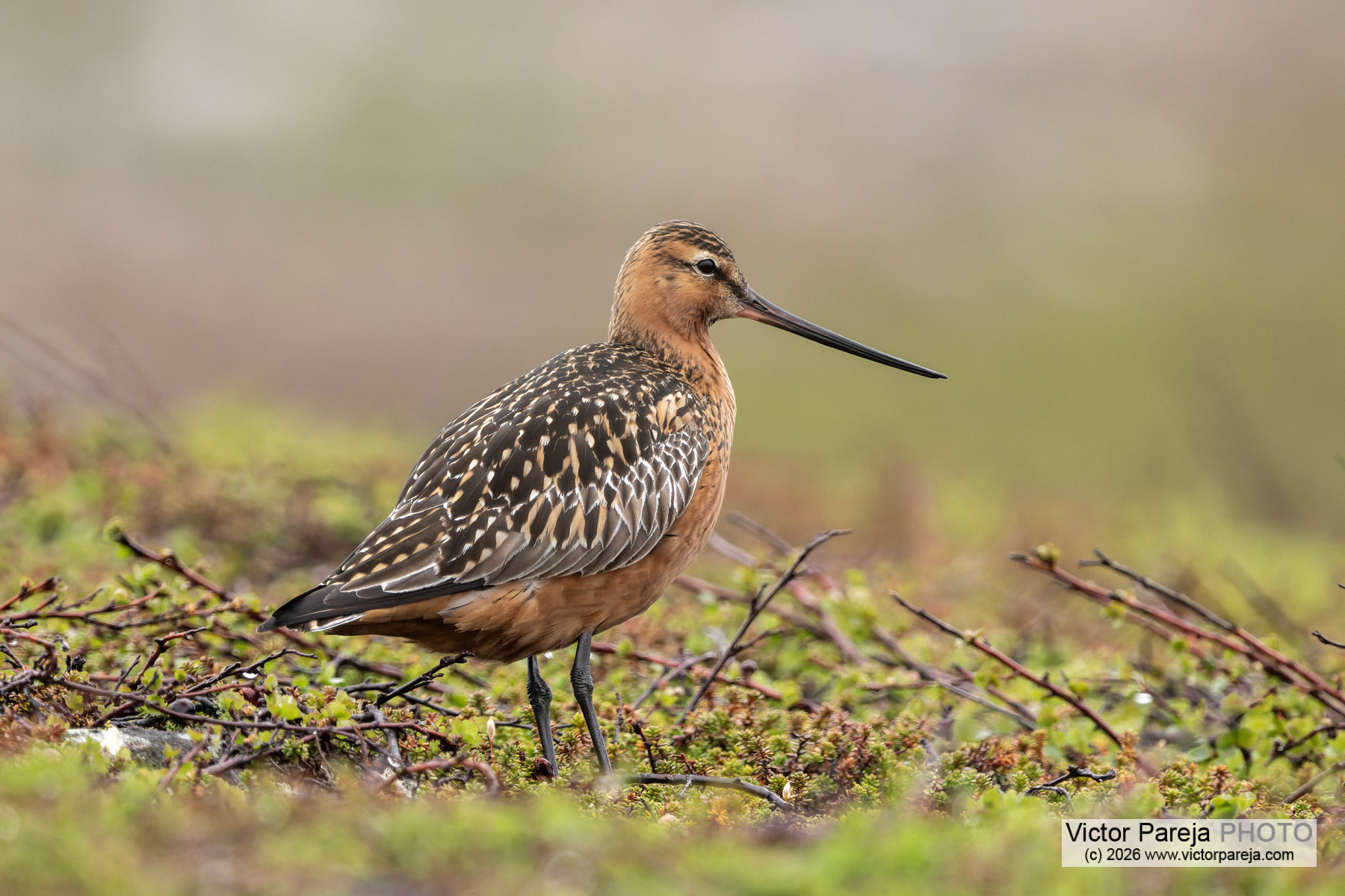 Pfuhlschnepfe / Bar-tailed Godwit / Aguja colipinta (Limosa lapponica)