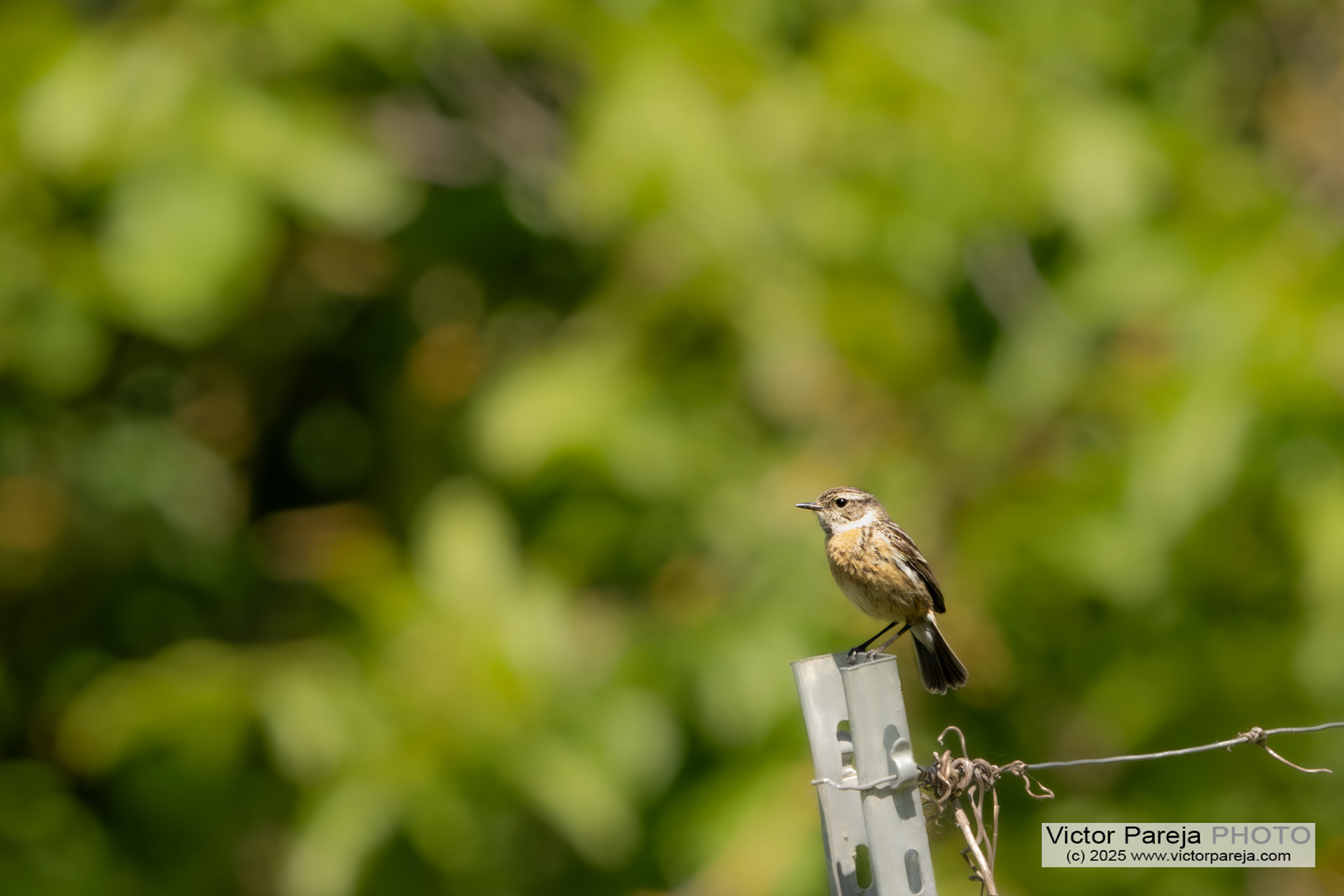 Braunkelchen (Whinchat) Saxicola rubetra [Baden-Württemberg, Deutschland]